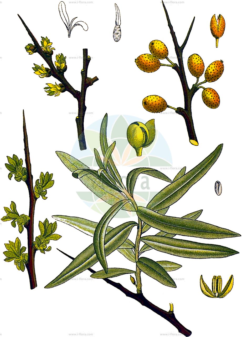 Hippophae rhamnoides - Elaeagnaceae,Plantae,Pteridobiotina,Angiosperms,Rosales,Elaeagnaceae,Hippophae,Hippophae rhamnoides,Argussiera rhamnoides, Elaeagnus rhamnoides, Hippophaes rhamnoideum, Osyris rhamnoides, Rhamnoides hippophae,Gewöhnlicher Sanddorn;Sanddorn;Küsten-Sanddorn;Gebirgs-Sanddorn;Fluß-Sanddorn;Karpaten-Sanddorn;sea-buckthorn;sallowthorn;seaberry;Argousier;Olivella spinosa