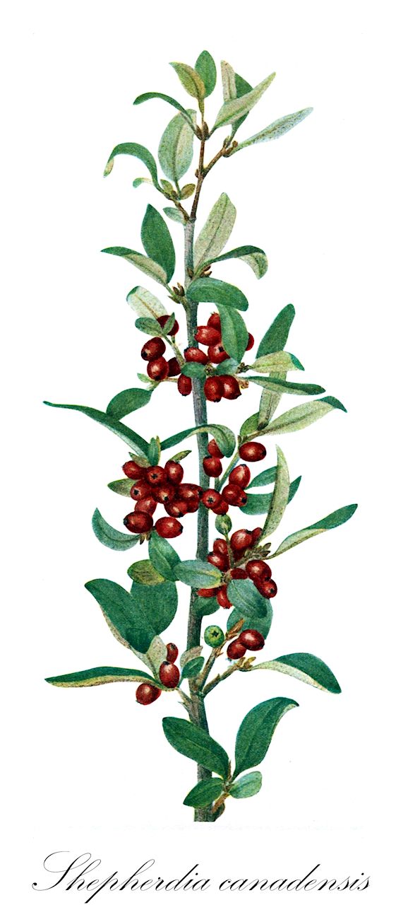 Shepherdia canadensis - Elaeagnaceae,Plantae,Pteridobiotina,Angiosperms,Rosales,Elaeagnaceae,Shepherdia,Shepherdia canadensis,Elaeagnus canadensis, Hippophae canadensis, Lepargyrea canadensis, Shepherdia canadensis f. canadensis, Shepherdia canadensis f. xanthocarpa
