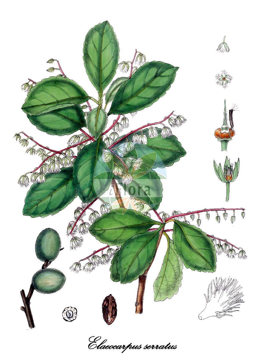 Elaeocarpus serratus - Elaeocarpaceae,Plantae,Pteridobiotina,Angiosperms,Oxalidales,Elaeocarpaceae,Elaeocarpus,Elaeocarpus serratus,Elaeocarpus adenophyllus, Elaeocarpus angustifolius, Elaeocarpus barnardii, Elaeocarpus cuneatus, Elaeocarpus malabaricus, Elaeocarpus monogynus, Elaeocarpus oblongus, Elaeocarpus perim-kara, Elaeocarpus perincara, Ganitrus roxburghii, Misipus serratus, Monocera serrata