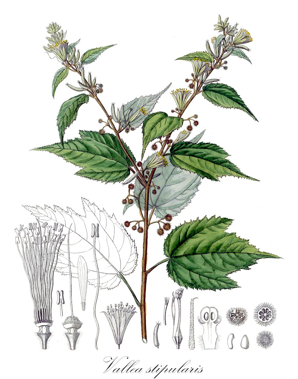 Vallea stipularis - Elaeocarpaceae,Plantae,Pteridobiotina,Angiosperms,Oxalidales,Elaeocarpaceae,Vallea,Vallea stipularis,Vallea cernua, Vallea cordifolia, Vallea glabra, Vallea macrophylla, Vallea ovata, Vallea pubescens, Vallea pyrifolia, Vallea schlimii, Vallea stipularis var. parvifolia, Vallea stipularis var. pyrifolia,Valleie