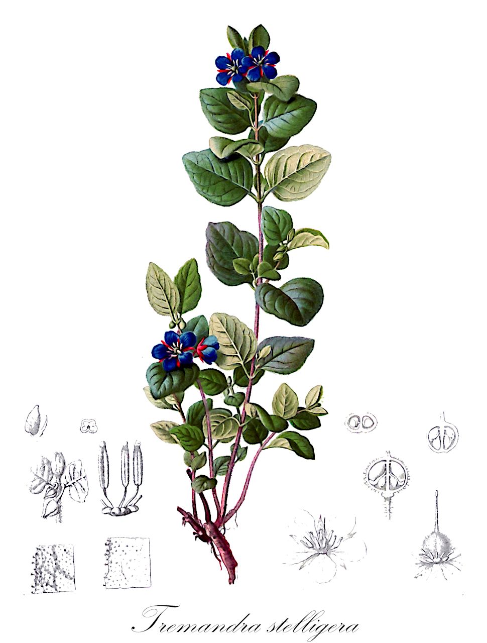 Tremandra stelligera - Elaeocarpaceae,Plantae,Pteridobiotina,Angiosperms,Oxalidales,Elaeocarpaceae,Tremandra,Tremandra stelligera,Tremandra oppositifolia, Tremandra stelligera f. parvifolia, Tremandra stelligera var. hispida