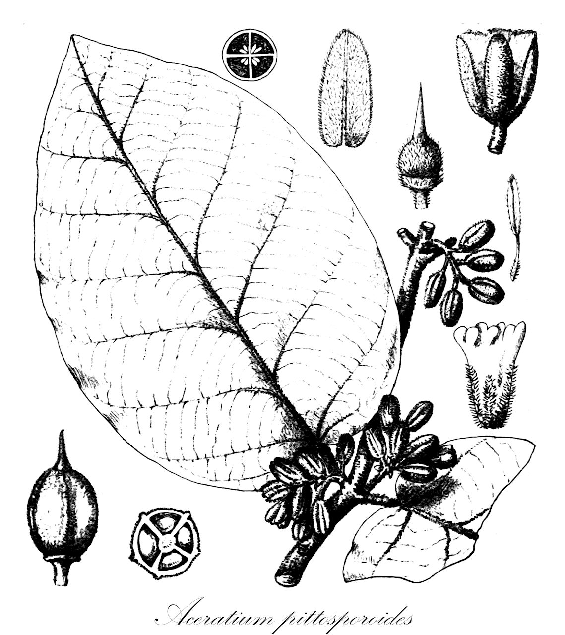 Aceratium pittosporoides - Elaeocarpaceae,Aceratium breviflorum, Aceratium cryptocaryifolium,Plantae,Pteridobiotina,Angiosperms,Oxalidales,Elaeocarpaceae,Aceratium,Aceratium pittosporoides