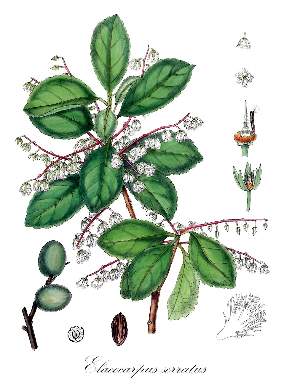 Elaeocarpus serratus - Elaeocarpaceae,Plantae,Pteridobiotina,Angiosperms,Oxalidales,Elaeocarpaceae,Elaeocarpus,Elaeocarpus serratus,Elaeocarpus adenophyllus, Elaeocarpus angustifolius, Elaeocarpus barnardii, Elaeocarpus cuneatus, Elaeocarpus malabaricus, Elaeocarpus monogynus, Elaeocarpus oblongus, Elaeocarpus perim-kara, Elaeocarpus perincara, Ganitrus roxburghii, Misipus serratus, Monocera serrata