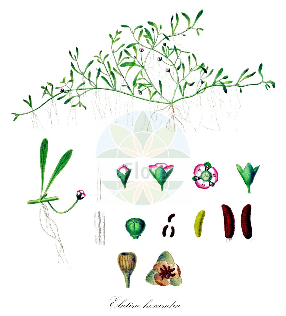 Elatine hexandra - Elatinaceae,Plantae,Pteridobiotina,Angiosperms,Malpighiales,Elatinaceae,Elatine,Elatine hexandra,Elatine hexandra subvar. pedunculata, Elatine hexandra var. pedunculata, Elatine hydropiper var. hexandra, Elatine paludosa, Elatine paludosa subsp. hexandra, Elatine paludosa var. hexandra, Elatine tripetala, Hydropiper hexandrum, Potamopitys hexandra,Sechsmänniges Tännel;Sechsmänniger Tännel;six-stamened waterwort;Elatine à six étamines;élatine à six étamines;élatine des marais;Pepe d'acqua a sei stami;wilde jonkertjes;steelelatine;gesteeld glaskroos;повойничек шестилепестный;повойничек шеститычинковый;šestoprašnička pobarica;skaftslamkrypa;sekshannet bækarve;nadwodnik sześciopręcikoowy;šesteroprašna jelovka;cseplesz látonya;úpor šestimužný;elatinka šesťtyčinková;úpor šesťmužný;skaftevjeblom;kuusihedevesirikko