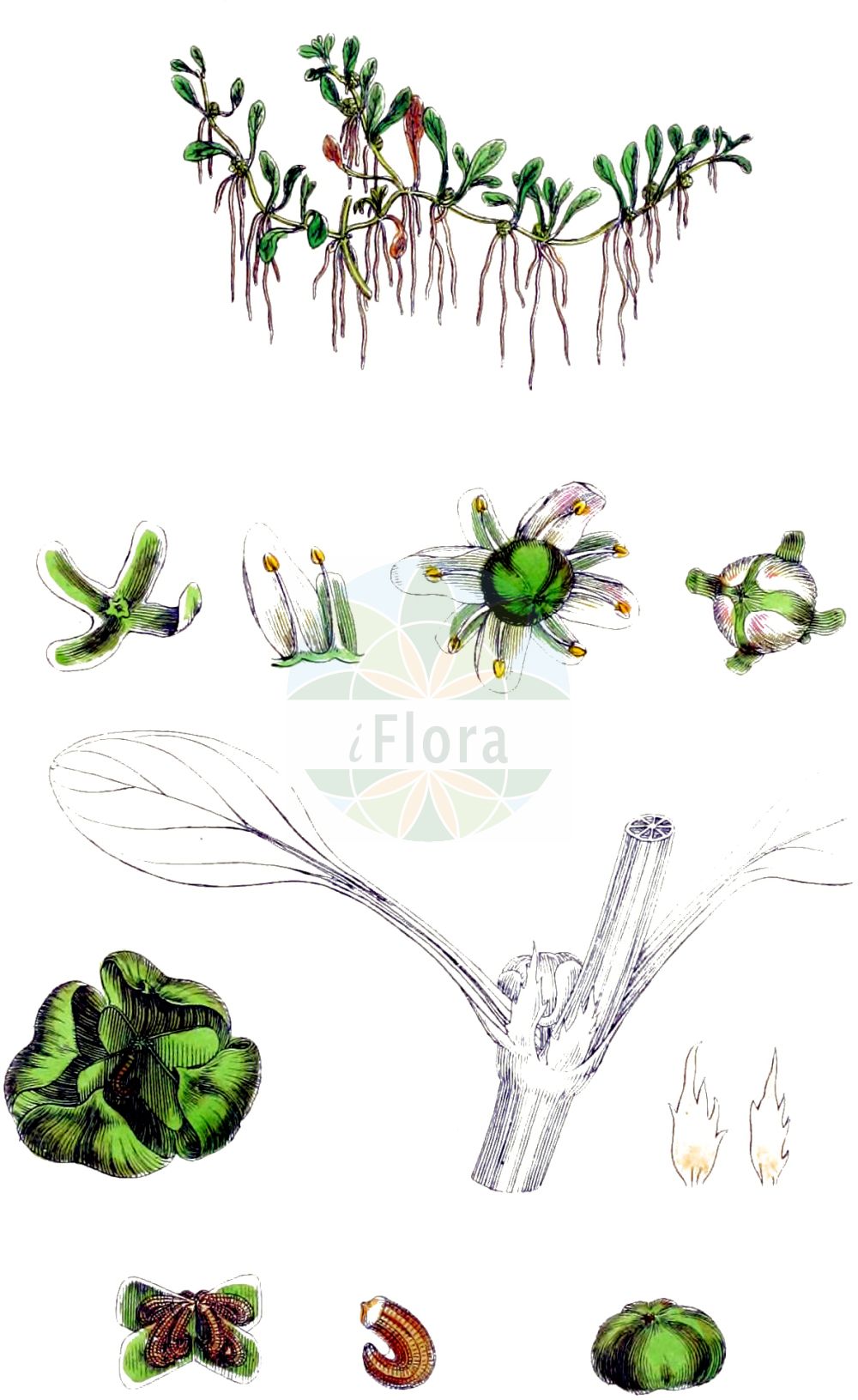 Elatine hydropiper - Elatinaceae,Plantae,Pteridobiotina,Angiosperms,Malpighiales,Elatinaceae,Elatine,Elatine hydropiper,Alsinastrum gyrospermum, Alsinastrum octandrum, Alsine elatina, Elatine conjugata, Elatine gyrosperma, Elatine gyrosperma, Elatine hardyana, Elatine hexandra prol. major, Elatine hexandra subsp. major, Elatine hydropiper, Elatine hydropiper f. intermedia, Elatine hydropiper f. submersa, Elatine hydropiper f. terrestris, Elatine hydropiper prol. major, Elatine hydropiper subsp. gyrosperma, Elatine hydropiper subsp. orthosperma, Elatine hydropiper var. emersa, Elatine hydropiper var. gyrosperma, Elatine hydropiper var. schkuhriana, Elatine hydropiper var. submersa, Elatine major, Elatine majuscula, Elatine nodosa, Elatine oederi, Elatine paludosa subsp. major, Elatine paludosa var. octandra, Elatine schkuhriana, Elatine schkuhriana, Elatine serpillifolium, Elatine serpyllifolia, Elatine siphosperma, Elatine spathulata, Elatinella hydropiper, Hydropiper majus, Potamopitys hydropiper, Potamopitys major, Rhizium curvum,Wasserpfeffer-Tännel;Geradsamiger Wasserpfeffer-Tännel;Gewöhnlicher Wasserpfeffer-Tännel;Krummsamiges Wasserpfeffer-Tännel;eight-stamened waterwort;Elatine poivre d'eau;élatine poivre d'eau;élatine des marais;élatine grande;élatine poivre-d'eau;Pepe d'acqua ad otto stami;pepe acquatico;pepe d'acqua a otto stami;kleine elatine;wilde kamille;klein glaskroos;повойничек согнутосемянный;elatine;pobarica četvorna;slamkrypa;vandpeber-bækarve;nadwodnik naprzeciwlistny;poprasta jelovka;csigásmagvú látonya;úpor peprný;elatinka pieprová;руслиця звивистонасінна;елатин хидропипер;mõru vesipipar;ūdenspiparu sīpeglīte;krossevjeblom;katkeravesirikko;побарица;riestasėklė vandenė