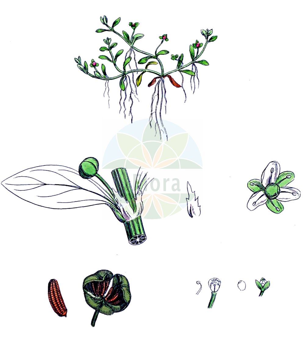 Elatine hexandra - Elatinaceae,Plantae,Pteridobiotina,Angiosperms,Malpighiales,Elatinaceae,Elatine,Elatine hexandra,Elatine hexandra subvar. pedunculata, Elatine hexandra var. pedunculata, Elatine hydropiper var. hexandra, Elatine paludosa, Elatine paludosa subsp. hexandra, Elatine paludosa var. hexandra, Elatine tripetala, Hydropiper hexandrum, Potamopitys hexandra,Sechsmänniges Tännel;Sechsmänniger Tännel;six-stamened waterwort;Elatine à six étamines;élatine à six étamines;élatine des marais;Pepe d'acqua a sei stami;wilde jonkertjes;steelelatine;gesteeld glaskroos;повойничек шестилепестный;повойничек шеститычинковый;šestoprašnička pobarica;skaftslamkrypa;sekshannet bækarve;nadwodnik sześciopręcikoowy;šesteroprašna jelovka;cseplesz látonya;úpor šestimužný;elatinka šesťtyčinková;úpor šesťmužný;skaftevjeblom;kuusihedevesirikko