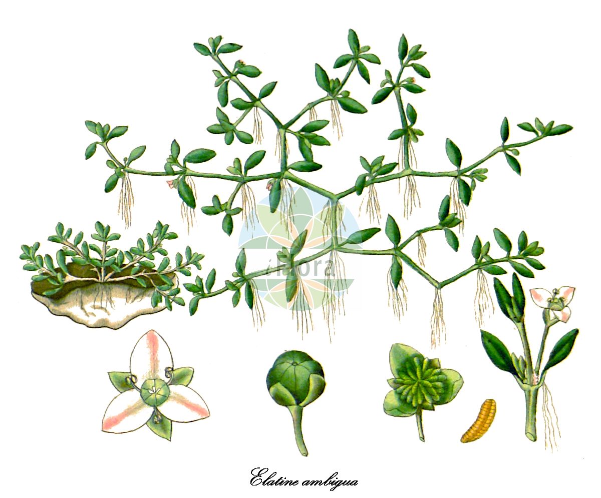 Elatine ambigua - Elatinaceae,Plantae,Pteridobiotina,Angiosperms,Malpighiales,Elatinaceae,Elatine,Elatine ambigua,Elatine triandra var. pedicellata, Potamopitys ambigua,Verkannter Tännel;asian waterwort;повойничек сомнительный;kurtkuyruğu;руслиця сумнівна