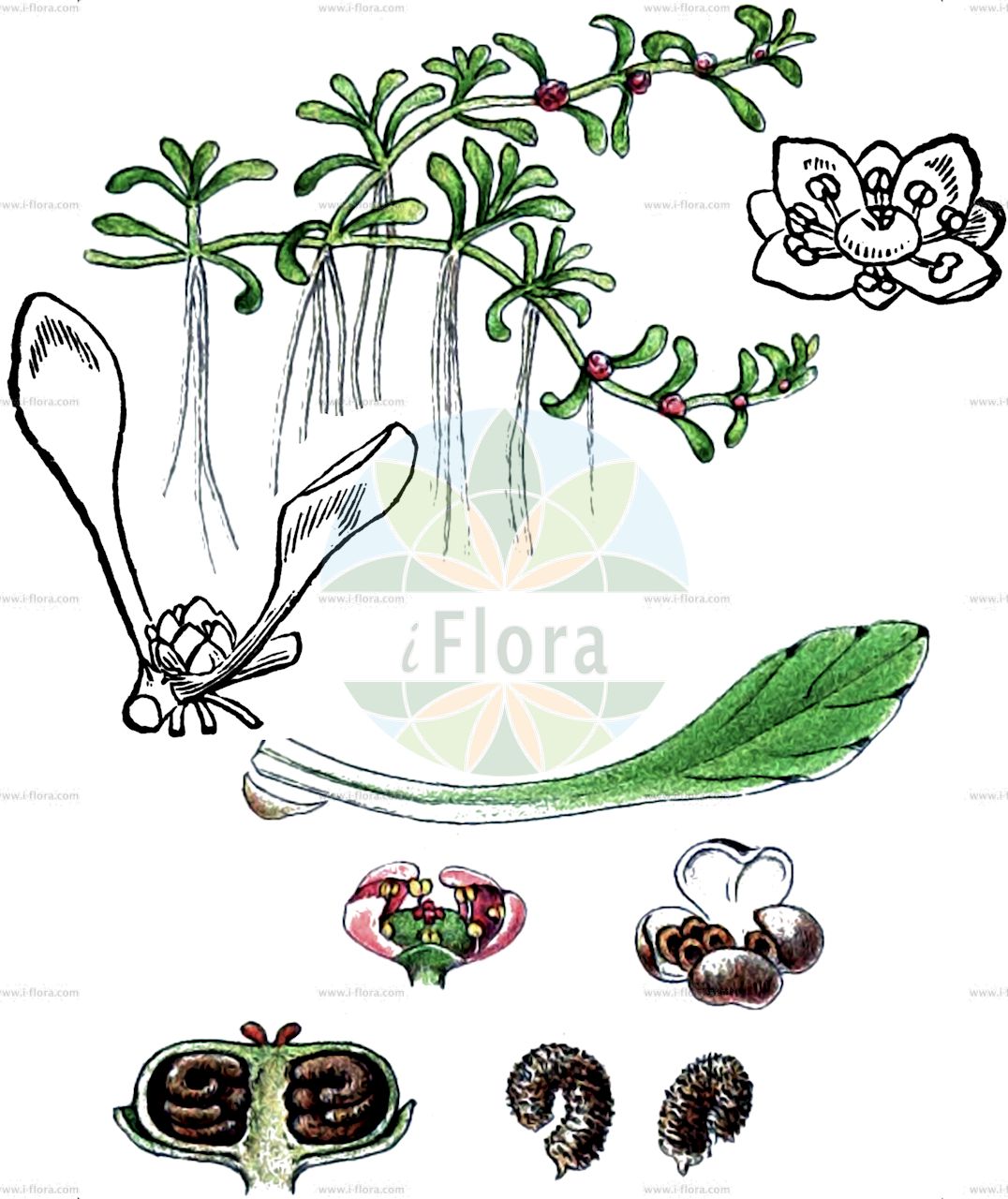 Elatine hydropiper - Elatinaceae,Plantae,Pteridobiotina,Angiosperms,Malpighiales,Elatinaceae,Elatine,Elatine hydropiper,Alsinastrum gyrospermum, Alsinastrum octandrum, Alsine elatina, Elatine conjugata, Elatine gyrosperma, Elatine gyrosperma, Elatine hardyana, Elatine hexandra prol. major, Elatine hexandra subsp. major, Elatine hydropiper, Elatine hydropiper f. intermedia, Elatine hydropiper f. submersa, Elatine hydropiper f. terrestris, Elatine hydropiper prol. major, Elatine hydropiper subsp. gyrosperma, Elatine hydropiper subsp. orthosperma, Elatine hydropiper var. emersa, Elatine hydropiper var. gyrosperma, Elatine hydropiper var. schkuhriana, Elatine hydropiper var. submersa, Elatine major, Elatine majuscula, Elatine nodosa, Elatine oederi, Elatine paludosa subsp. major, Elatine paludosa var. octandra, Elatine schkuhriana, Elatine schkuhriana, Elatine serpillifolium, Elatine serpyllifolia, Elatine siphosperma, Elatine spathulata, Elatinella hydropiper, Hydropiper majus, Potamopitys hydropiper, Potamopitys major, Rhizium curvum,Wasserpfeffer-Tännel;Geradsamiger Wasserpfeffer-Tännel;Gewöhnlicher Wasserpfeffer-Tännel;Krummsamiges Wasserpfeffer-Tännel;eight-stamened waterwort;Elatine poivre d'eau;élatine poivre d'eau;élatine des marais;élatine grande;élatine poivre-d'eau;Pepe d'acqua ad otto stami;pepe acquatico;pepe d'acqua a otto stami;kleine elatine;wilde kamille;klein glaskroos;повойничек согнутосемянный;elatine;pobarica četvorna;slamkrypa;vandpeber-bækarve;nadwodnik naprzeciwlistny;poprasta jelovka;csigásmagvú látonya;úpor peprný;elatinka pieprová;руслиця звивистонасінна;елатин хидропипер;mõru vesipipar;ūdenspiparu sīpeglīte;krossevjeblom;katkeravesirikko;побарица;riestasėklė vandenė