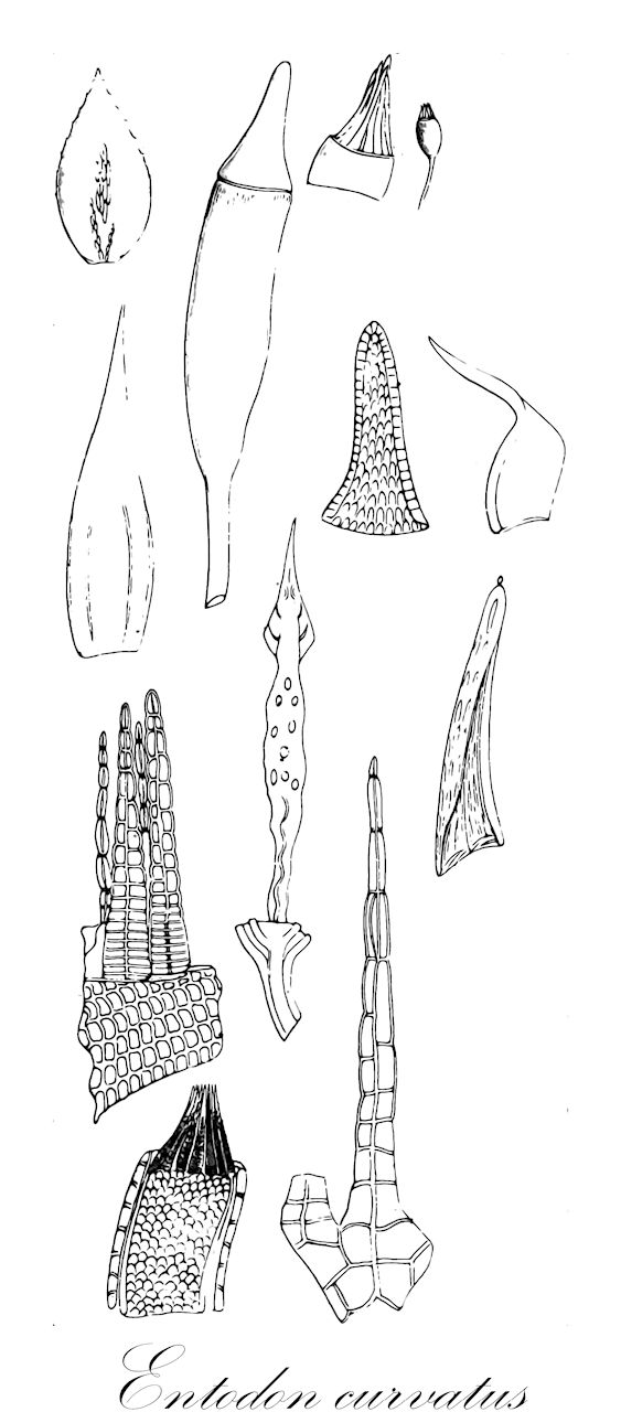 Entodon curvatus - Entodontaceae,Plantae,Bryobiotina,Bryophyta,Bryopsida,Bryidae,Hypnanae,Hypnales,Entodontaceae,Entodon,Entodon curvatus,Cylindrothecium curvatum, Neckera curvata, Stereodon curvatus
