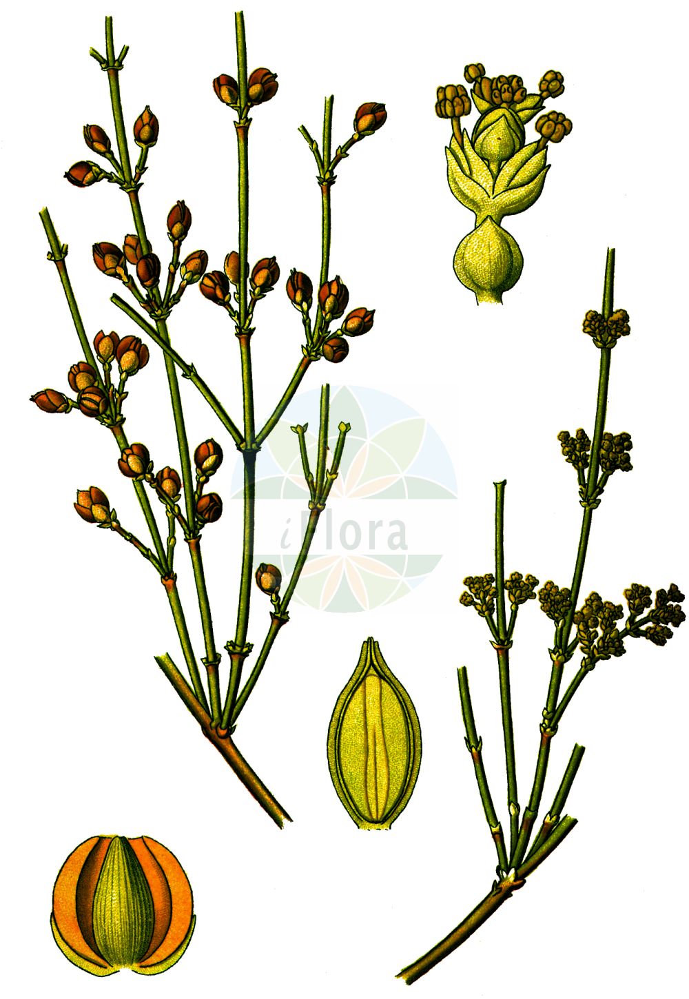 Ephedra distachya - Ephedraceae,Plantae,Pteridobiotina,Pinophyta,Pinopsida,Gnetidae,Ephedrales,Ephedraceae,Ephedra,Ephedra distachya,Chaetocladus distachys, Ephedra distachya subvar. linnaei, Ephedra equisetiformis subsp. distachya,Gewöhnliches Meerträubchen;Gewöhnliches Meerträubel;raisin de mer;ephèdre commune;éphèdre commune;herbe aux jointures;éphèdre à deux épis;éphédra commun;éphédra de Sibérie;belcho;uva de mar;uva marina;uva marina;efedra comune;efedra distachia;marvöndull;кизилча;кузьмичева трава;степная малина;хвойник двуколосковый;gjunjëz;arbre de la sorra;trompera;metlarina;almindelig ledris;przęśl dwukłosowa;przęśl ostra;közönséges csikófark;chvojník dvouklasý;cârcel;chvojník dvojklasý;ефедра двоколоскова;ефедра деревна;обикновена ефедра;εφέδρα διστάχια;shuang sui ma huang;双穗麻黄