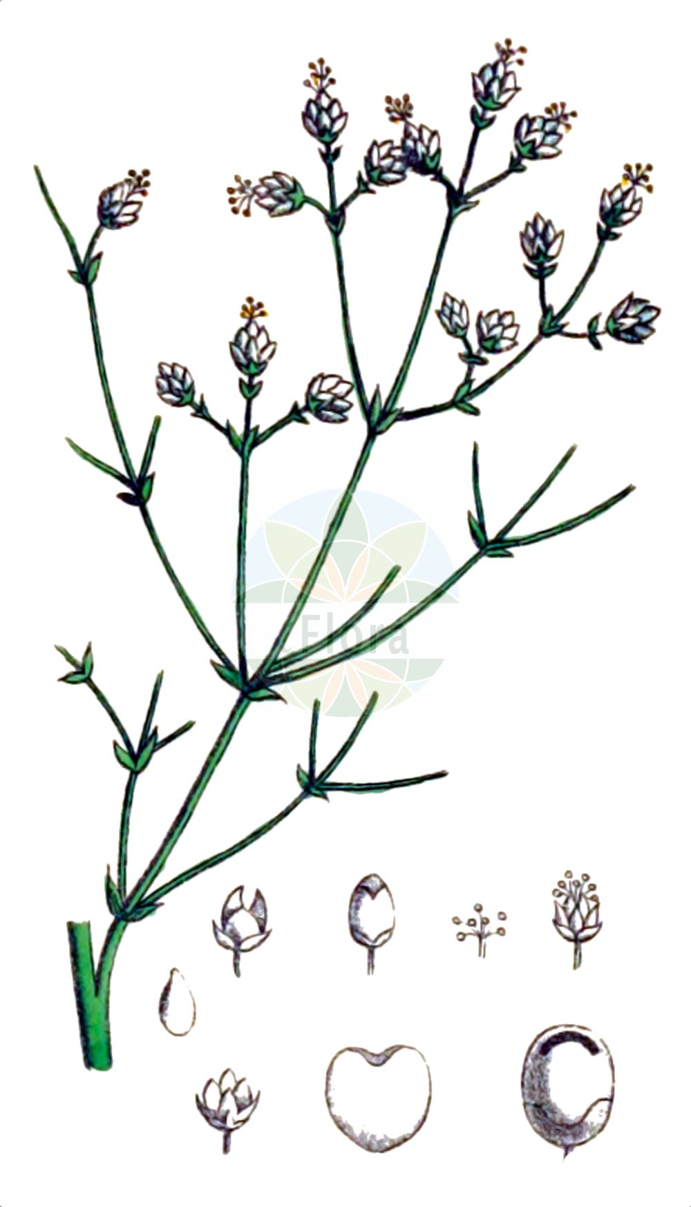 Ephedra distachya - Ephedraceae,Plantae,Pteridobiotina,Pinophyta,Pinopsida,Gnetidae,Ephedrales,Ephedraceae,Ephedra,Ephedra distachya,Chaetocladus distachys, Ephedra distachya subvar. linnaei, Ephedra equisetiformis subsp. distachya,Gewöhnliches Meerträubchen;Gewöhnliches Meerträubel;raisin de mer;ephèdre commune;éphèdre commune;herbe aux jointures;éphèdre à deux épis;éphédra commun;éphédra de Sibérie;belcho;uva de mar;uva marina;uva marina;efedra comune;efedra distachia;marvöndull;кизилча;кузьмичева трава;степная малина;хвойник двуколосковый;gjunjëz;arbre de la sorra;trompera;metlarina;almindelig ledris;przęśl dwukłosowa;przęśl ostra;közönséges csikófark;chvojník dvouklasý;cârcel;chvojník dvojklasý;ефедра двоколоскова;ефедра деревна;обикновена ефедра;εφέδρα διστάχια;shuang sui ma huang;双穗麻黄