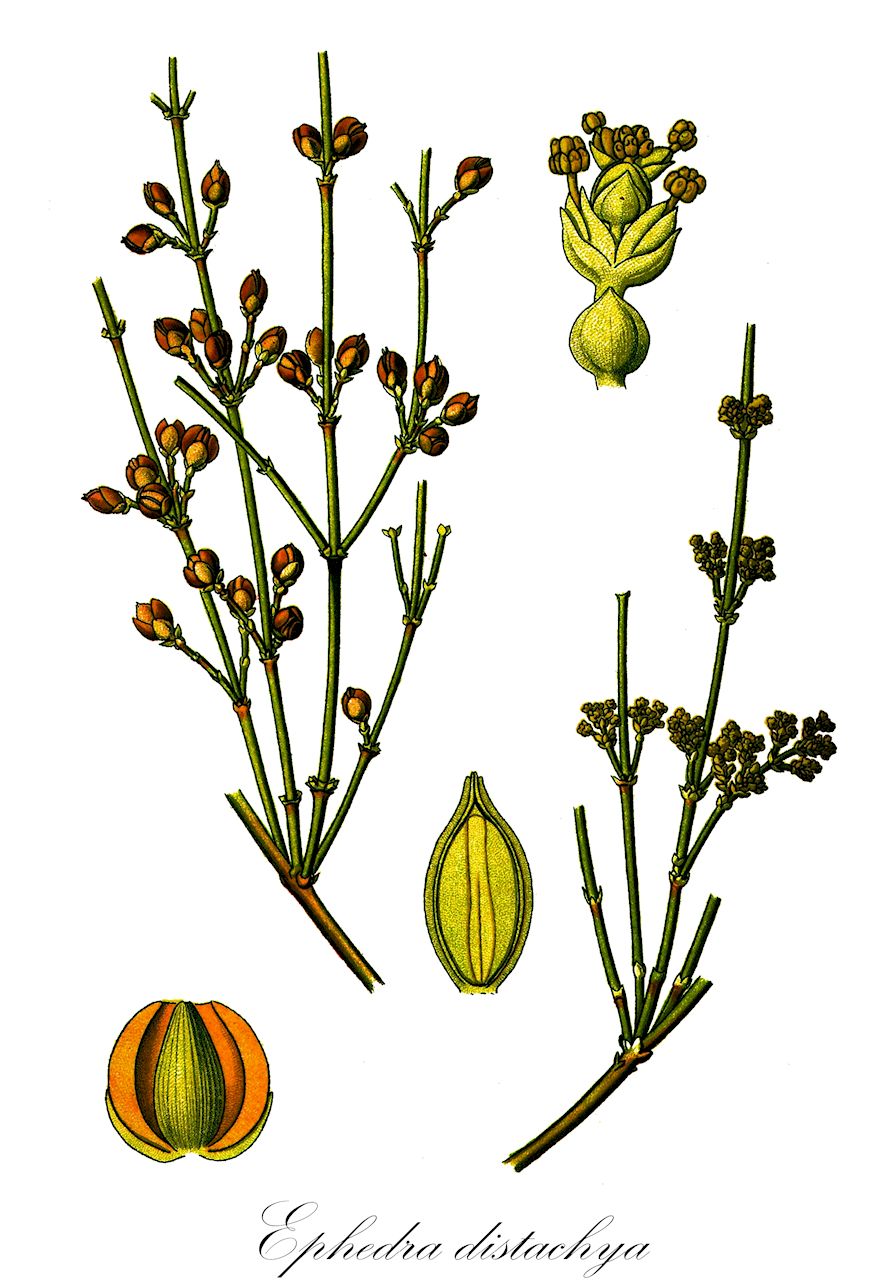 Ephedra distachya - Ephedraceae,Plantae,Pteridobiotina,Pinophyta,Pinopsida,Gnetidae,Ephedrales,Ephedraceae,Ephedra,Ephedra distachya,Chaetocladus distachys, Ephedra distachya subvar. linnaei, Ephedra equisetiformis subsp. distachya,Gewöhnliches Meerträubchen;Gewöhnliches Meerträubel;raisin de mer;ephèdre commune;éphèdre commune;herbe aux jointures;éphèdre à deux épis;éphédra commun;éphédra de Sibérie;belcho;uva de mar;uva marina;uva marina;efedra comune;efedra distachia;marvöndull;кизилча;кузьмичева трава;степная малина;хвойник двуколосковый;gjunjëz;arbre de la sorra;trompera;metlarina;almindelig ledris;przęśl dwukłosowa;przęśl ostra;közönséges csikófark;chvojník dvouklasý;cârcel;chvojník dvojklasý;ефедра двоколоскова;ефедра деревна;обикновена ефедра;εφέδρα διστάχια;shuang sui ma huang;双穗麻黄
