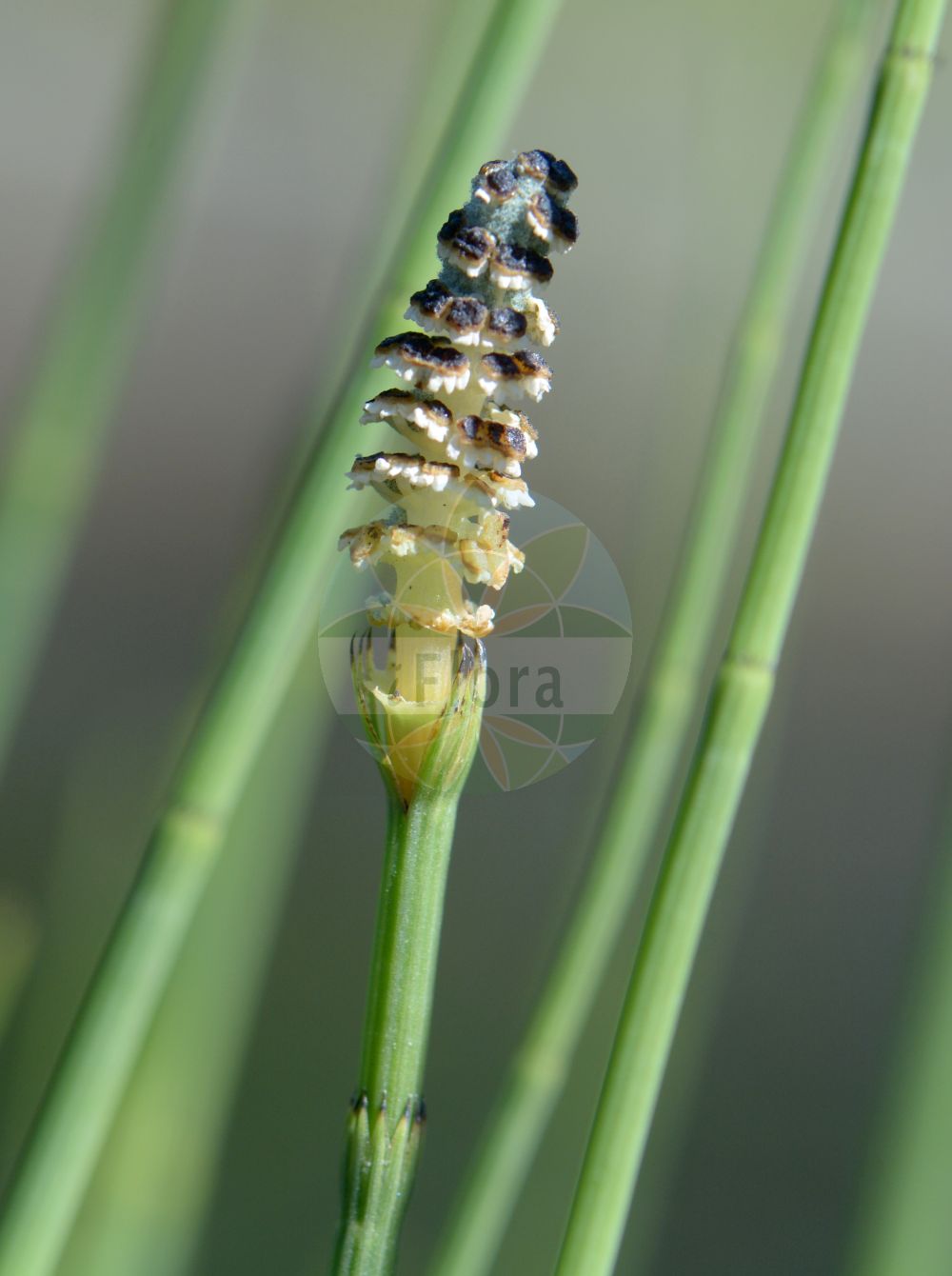 Equisetum fluviatile - Equisetaceae,Plantae,Pteridobiotina,Polypodiophyta,Polypodiopsida,Equisetidae,Equisetales,Equisetaceae,Equisetum,Equisetum fluviatile,Equisetum fluviatile f. attenuatum, Equisetum fluviatile f. fluviatile, Equisetum fluviatile f. limosum, Equisetum fluviatile f. linnaeanum, Equisetum fluviatile f. minus, Equisetum fluviatile f. natans, Equisetum fluviatile f. polystachium, Equisetum fluviatile f. uliginosum, Equisetum fluviatile var. attenuatum, Equisetum fluviatile var. brachycladon, Equisetum fluviatile var. intermedium, Equisetum fluviatile var. leptocladon, Equisetum fluviatile var. limosum, Equisetum fluviatile var. polystachium, Equisetum fluviatile var. verticillatum, Equisetum heleocharis, Equisetum limosum, Equisetum limosum f. leptocladon, Equisetum limosum f. linnaeanum, Equisetum limosum f. minus, Equisetum limosum f. natans, Equisetum limosum f. polystachium, Equisetum limosum f. verticillatum, Equisetum limosum var. attenuatum, Equisetum limosum var. brachycladon, Equisetum limosum var. candelabrum, Equisetum limosum var. leptocladon, Equisetum limosum var. minus, Equisetum limosum var. polystachyum, Equisetum polystachium, Equisetum uliginosum,Teich-Schachtelhalm;Schlamm-Schachtelhalm;water horsetail;river horsetail;pipes;prêle fluviatile;Prêle limicole;prêle des fleuves;prêle des bourbiers;prêle des eaux;prêle des eaux courantes;prêle fluviatile;cola de caballo;Equiseto fluviatile;holpijp;хвощ приречный;хвощ иловатый;хвощ речной;kırkboğum;këputja e muzgut;kripth;riječna preslica;sjö-fräken;sjöfräken;skrzyp bagienny;miso-dokuza;mizu-sugina;ミズスギナ;ミソドクザ;vodna preslica;iszapzsurló;přeslička poříční;pipirig;topianoi;praslička riečna;хвощ річковий;мочурен хвощ;konnaosi;upes kosa;elvesnelle;järvikorte;fergin;tjarnelfting;барски раставић;balinis asiūklis;xī mù zéi;溪木贼