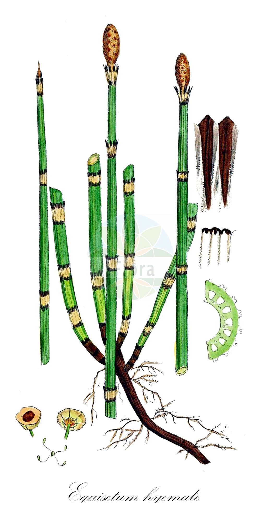 Equisetum hyemale - Equisetaceae,Plantae,Pteridobiotina,Polypodiophyta,Polypodiopsida,Equisetidae,Equisetales,Equisetaceae,Equisetum,Equisetum hyemale,Equisetum hyemale f. hondae, Equisetum hyemale subsp. hyemale, Hippochaete hyemalis f. hondae,Winter-Schachtelhalm;rough horsetail;common scouring rush;prêle d'hiver;dutch rush;equisetum japonicum;scouring rush;scouring rush horsetail;Prêle d'hiver;prêle des tourneurs;prêle à polir;prêle des ébénistes;jonc hollandais;queue de cheval;rabo de lagarto;hierba castañera;cola de raposo;Equiseto invernale;rasperella d'inverno;asprella;schaafstro;хвощ зимующий;хвощевник зимующий;ulamotu;këputja e dimrit;kripth;aspreta;zimska preslica;skavfräken;skavgræs;skrzyp zimowy;tokusa;トクサ;zimska preslica;téli zsurló;přeslička zimní;coada calului de iarnă;pipirig de munte;praslička jesenná;prasličkovka zimná;хвощ зимуючий;презимуващ хвощ;raudosi;ziemzaļā kosa;skavgras;skjefte;kangaskorte;eski;зимски раставић;šiurkštusis asiūklis;mù zéi;木贼
