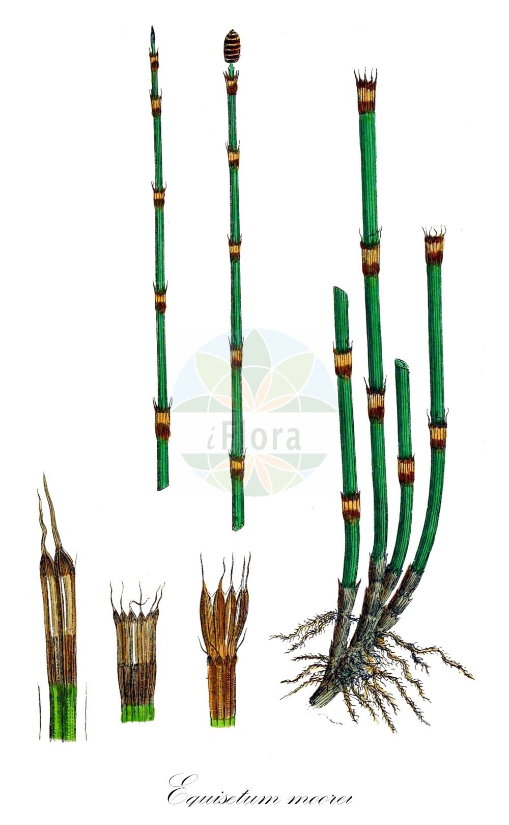 Equisetum moorei - Equisetaceae,Plantae,Pteridobiotina,Polypodiophyta,Polypodiopsida,Equisetidae,Equisetales,Equisetaceae,Equisetum,Equisetum moorei,Equisetum hyemale subsp. moorei, Equisetum hyemale var. moorei, Equisetum ramosissimum subsp. moorei, Hippochaete moorei,Moores Schachtelhalm;Moores Schachtelhalm;moor's horsetail;moore's horsetail;Prêle de Moore