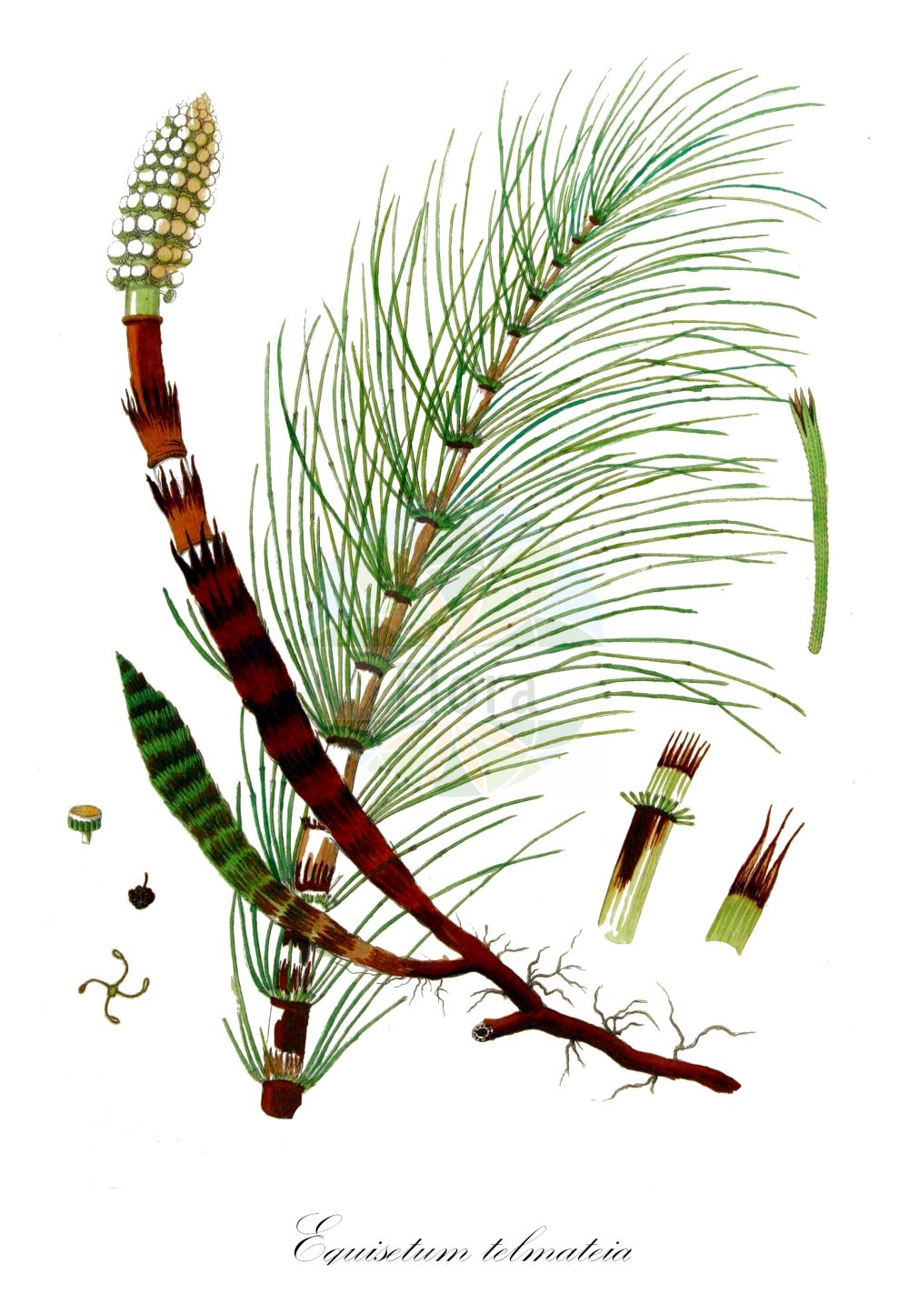 Equisetum telmateia - Equisetaceae,Plantae,Pteridobiotina,Polypodiophyta,Polypodiopsida,Equisetidae,Equisetales,Equisetaceae,Equisetum,Equisetum telmateia,Equisetum eburneum, Equisetum majus,Riesen-Schachtelhalm;great horsetail;giant horsetail;Prêle géante;grande prêle;prêle élevé;prêle ivoirine;prêle des marécages;prêle élevée;equiseto massimo;rabo de mula;equiseto mayor;cola de caballo;Equiseto massimo;equiseto maggiore;reuzen-paardestaart;reuzenpaardestaart;reuzenpaardenstaart;cavalinha;pinheirinho;хвощ большой;хвощ гигантский;deredoruk;këputja e madhe;kripth;aspreta;cua de cavall grossa;equiset màxim;velika preslica;jätte-fräken;jättefräken;elfenbens-padderok;skrzyp olbrzymi;velika preslica;óriás zsurló;přeslička největší;coada calului;coada mînzului;părul porcului;părul porcupui;praslička najväčšia;praslička obrovská;хвощ великий;голям хвощ;lielā kosa;kjempesnelle;jättikorte;велики раставић;shevatbat gadol;שְׁבַטְבַּט גָּדוֹל;didysis asiūklis;azeribuztana