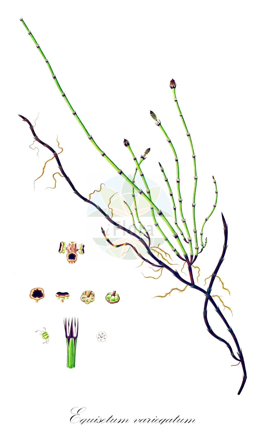 Equisetum variegatum - Equisetaceae,Plantae,Pteridobiotina,Polypodiophyta,Polypodiopsida,Equisetidae,Equisetales,Equisetaceae,Equisetum,Equisetum variegatum,Equisetum alaskanum, Equisetum hyemale subsp. variegatum, Equisetum hyemale var. variegatum, Equisetum multiforme var. variegatum, Equisetum reptans var. variegatum, Equisetum variegatum f. anceps, Equisetum variegatum subsp. alaskanum, Equisetum variegatum subsp. variegatum, Equisetum variegatum var. alaskanum, Equisetum variegatum var. anceps, Equisetum variegatum var. reptans, Equisetum variegatum var. variegatum, Hippochaete hyemalis var. alaskana, Hippochaete variegata, Hippochaete variegata, Hippochaete variegata subsp. alaskana, Hippochaete variegata var. anceps,Bunter Schachtelhalm;Südlicher Schachtelhalm;variegated horsetail;variegated scouring rush;prêle panachée;variegated scouringrush;Prêle panachée;Equiseto variegato;bonte paardestaart;bonte paardenstaart;хвощ пёстрый;хвощ изменчивый;хвощевник пёстрый;eklemotu;šarena preslica;smalfräken;liden padderok;skrzyp pstry;chishima-hime-dokusa;チシマヒメドクサ;pisana preslica;tarka zsurló;přeslička různobarvá;pipirig;prasličkovka pestrá;хвощ рябий;liivosi;raibā kosa;fjellsnelle;kirjokorte;beitieski;margasis asiūklis;bān wén mù zéi;斑纹木贼