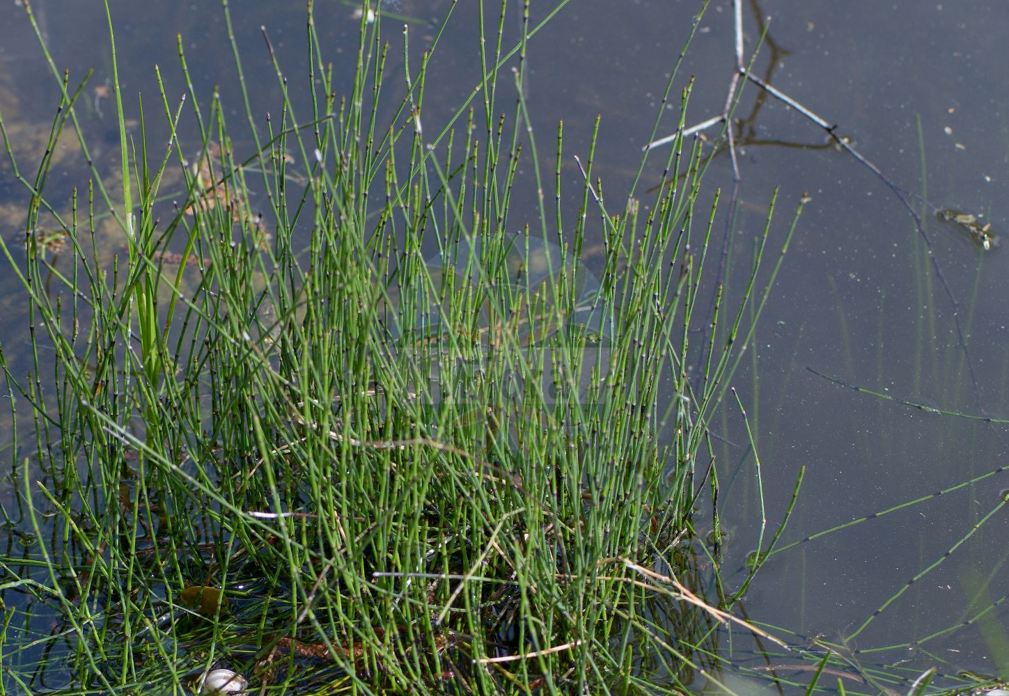 Equisetum variegatum - Equisetaceae,Plantae,Pteridobiotina,Polypodiophyta,Polypodiopsida,Equisetidae,Equisetales,Equisetaceae,Equisetum,Equisetum variegatum,Equisetum alaskanum, Equisetum hyemale subsp. variegatum, Equisetum hyemale var. variegatum, Equisetum multiforme var. variegatum, Equisetum reptans var. variegatum, Equisetum variegatum f. anceps, Equisetum variegatum subsp. alaskanum, Equisetum variegatum subsp. variegatum, Equisetum variegatum var. alaskanum, Equisetum variegatum var. anceps, Equisetum variegatum var. reptans, Equisetum variegatum var. variegatum, Hippochaete hyemalis var. alaskana, Hippochaete variegata, Hippochaete variegata, Hippochaete variegata subsp. alaskana, Hippochaete variegata var. anceps,Bunter Schachtelhalm;Südlicher Schachtelhalm;variegated horsetail;variegated scouring rush;prêle panachée;variegated scouringrush;Prêle panachée;Equiseto variegato;bonte paardestaart;bonte paardenstaart;хвощ пёстрый;хвощ изменчивый;хвощевник пёстрый;eklemotu;šarena preslica;smalfräken;liden padderok;skrzyp pstry;chishima-hime-dokusa;チシマヒメドクサ;pisana preslica;tarka zsurló;přeslička různobarvá;pipirig;prasličkovka pestrá;хвощ рябий;liivosi;raibā kosa;fjellsnelle;kirjokorte;beitieski;margasis asiūklis;bān wén mù zéi;斑纹木贼