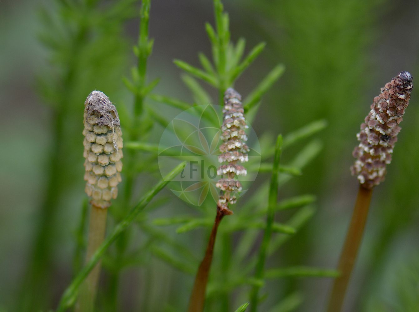 Equisetum arvense - Equisetaceae,Plantae,Pteridobiotina,Polypodiophyta,Polypodiopsida,Equisetidae,Equisetales,Equisetaceae,Equisetum,Equisetum arvense,Allostelites arvensis, Equisetum alpestre, Equisetum arvense f. arcticum, Equisetum arvense f. arvense, Equisetum arvense f. atratidens, Equisetum arvense f. caespitosum, Equisetum arvense f. decumbens, Equisetum arvense f. diffusum, Equisetum arvense f. frondescens, Equisetum arvense f. microstachya, Equisetum arvense f. nanum, Equisetum arvense f. nanum, Equisetum arvense f. nemorosum, Equisetum arvense f. polystachyon, Equisetum arvense f. proliferum, Equisetum arvense f. pseudoalpestre, Equisetum arvense f. pseudonemorosum, Equisetum arvense f. pseudovarium, Equisetum arvense f. ramulosum, Equisetum arvense subsp. alpestre, Equisetum arvense subsp. boreale, Equisetum arvense subsp. ramulosum, Equisetum arvense subvar. decumbens, Equisetum arvense var. alpestre, Equisetum arvense var. arcticum, Equisetum arvense var. arvense, Equisetum arvense var. boreale, Equisetum arvense var. campestre, Equisetum arvense var. decumbens, Equisetum arvense var. diffusum, Equisetum arvense var. granulatum, Equisetum arvense var. nemorosum, Equisetum arvense var. nudum, Equisetum arvense var. polystachyon, Equisetum arvense var. proliferum, Equisetum arvense var. proliferum, Equisetum arvense var. ramulosum, Equisetum arvense var. riparium, Equisetum arvense var. triangulare, Equisetum boreale, Equisetum calderi, Equisetum riparium, Equisetum saxicola,Acker-Schachtelhalm;Zinnkraut;Scheuerkraut;Pferdeschwanzkraut;Katzenschweif;field horsetail;common horsetail;prêle des champs;marestails;scouring rush;toad pipe;Prêle des champs;queue de cheval;petite prêle;presle;queue de renard;queue de chat;queue de rat;cola de caballo del campo;equiseto menor;cola de rata;herba estanyera;cola de caballo menor;yunquillo;cienudillos;candalillo;rodero;rueldo;pinillo;hierba estañera;rabu de potro;Equiseto dei campi;coda cavallina dei campi;equiseto comune;coda di cavallo;brusca;akker-paardestaart;heermoes;akkerpaardestaart;cavalinha-dos-campos;erva-canuda;pinheira;pinheirinha;cavalinha;cauda-de-cavalo;rabo-de-asno;rabo-de-touro;хвощ полевой;atkuyruğu;këputja e arave;këputja e arës;këputja maksimale;kripth;cua de cavall petita;equiset arvense;poljska preslica;åker-fräken;åkerfräken;krypfräken;agerpadderok;polar-padderok;skrzyp polny;sugina;スギナ;njivska preslica;mezei zsurló;přeslička rolní;barba ursului;coada calului;praslička roľna;praslička roľnáčka;хвощ польовий;полски хвощ;põldosi;tīruma kosa;åkersnelle;polarsnelle;peltokorte;tunturipeltokorte;klóelfting;пољска преслица;пољски раставић;dirvinis asiūzklis;αλογοουρά;azeribuztana;wèn jīng;问荆