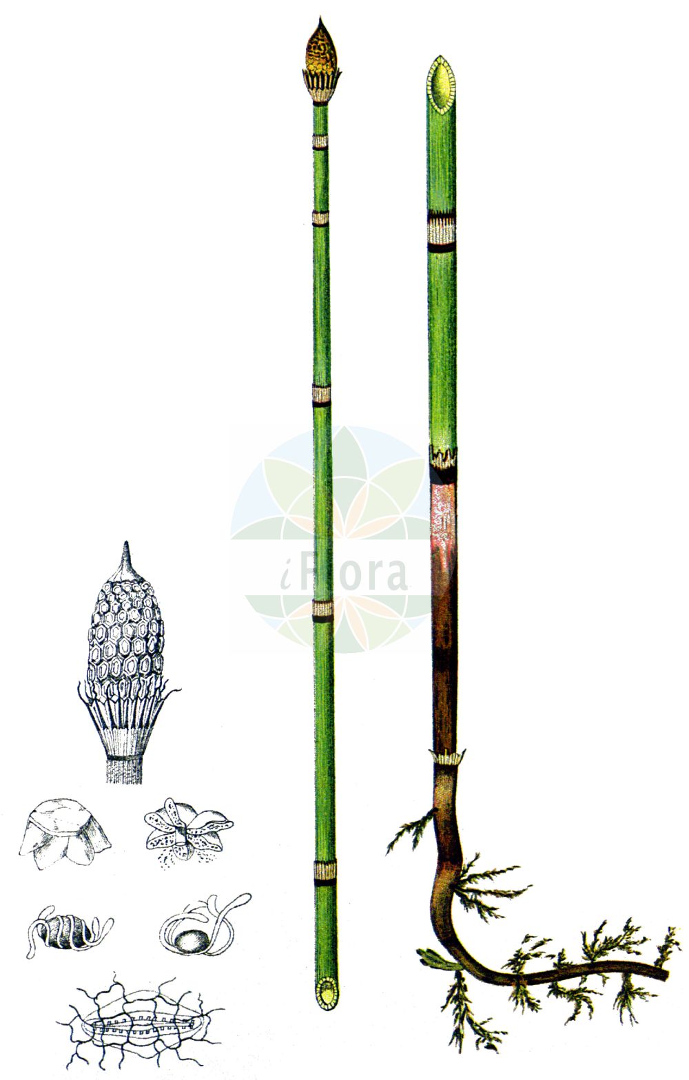 Equisetum hyemale - Equisetaceae,Plantae,Pteridobiotina,Polypodiophyta,Polypodiopsida,Equisetidae,Equisetales,Equisetaceae,Equisetum,Equisetum hyemale,Equisetum hyemale f. hondae, Equisetum hyemale subsp. hyemale, Hippochaete hyemalis f. hondae,Winter-Schachtelhalm;rough horsetail;common scouring rush;prêle d'hiver;dutch rush;equisetum japonicum;scouring rush;scouring rush horsetail;Prêle d'hiver;prêle des tourneurs;prêle à polir;prêle des ébénistes;jonc hollandais;queue de cheval;rabo de lagarto;hierba castañera;cola de raposo;Equiseto invernale;rasperella d'inverno;asprella;schaafstro;хвощ зимующий;хвощевник зимующий;ulamotu;këputja e dimrit;kripth;aspreta;zimska preslica;skavfräken;skavgræs;skrzyp zimowy;tokusa;トクサ;zimska preslica;téli zsurló;přeslička zimní;coada calului de iarnă;pipirig de munte;praslička jesenná;prasličkovka zimná;хвощ зимуючий;презимуващ хвощ;raudosi;ziemzaļā kosa;skavgras;skjefte;kangaskorte;eski;зимски раставић;šiurkštusis asiūklis;mù zéi;木贼