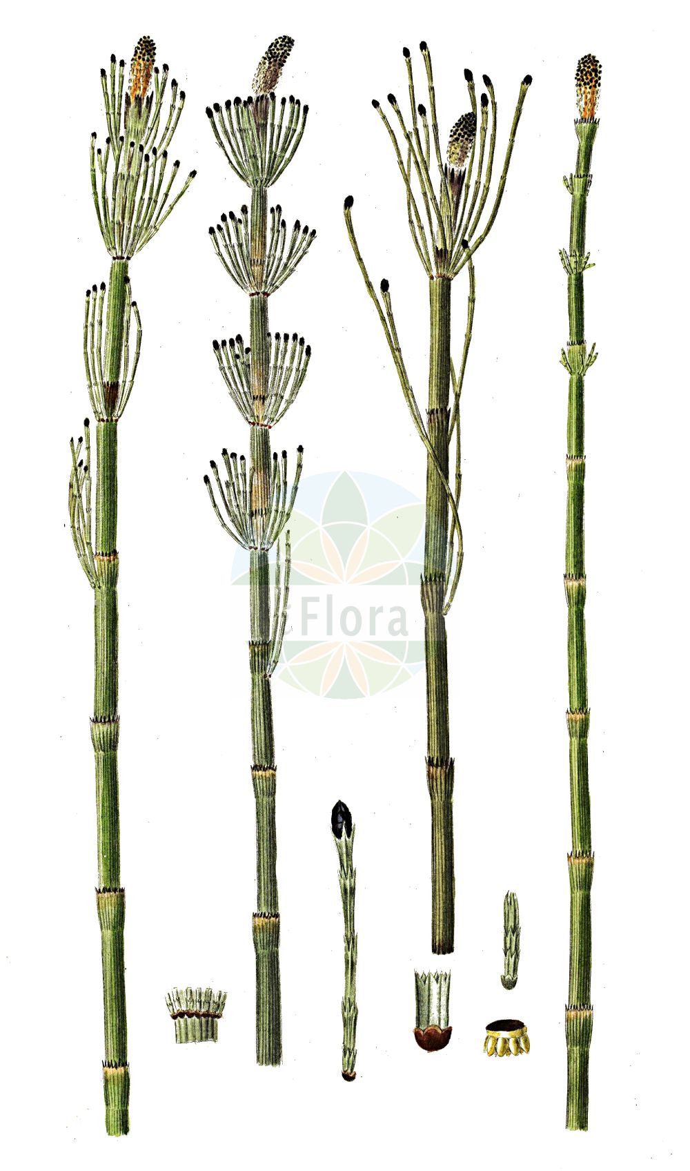 Equisetum fluviatile - Equisetaceae,Plantae,Pteridobiotina,Polypodiophyta,Polypodiopsida,Equisetidae,Equisetales,Equisetaceae,Equisetum,Equisetum fluviatile,Equisetum fluviatile f. attenuatum, Equisetum fluviatile f. fluviatile, Equisetum fluviatile f. limosum, Equisetum fluviatile f. linnaeanum, Equisetum fluviatile f. minus, Equisetum fluviatile f. natans, Equisetum fluviatile f. polystachium, Equisetum fluviatile f. uliginosum, Equisetum fluviatile var. attenuatum, Equisetum fluviatile var. brachycladon, Equisetum fluviatile var. intermedium, Equisetum fluviatile var. leptocladon, Equisetum fluviatile var. limosum, Equisetum fluviatile var. polystachium, Equisetum fluviatile var. verticillatum, Equisetum heleocharis, Equisetum limosum, Equisetum limosum f. leptocladon, Equisetum limosum f. linnaeanum, Equisetum limosum f. minus, Equisetum limosum f. natans, Equisetum limosum f. polystachium, Equisetum limosum f. verticillatum, Equisetum limosum var. attenuatum, Equisetum limosum var. brachycladon, Equisetum limosum var. candelabrum, Equisetum limosum var. leptocladon, Equisetum limosum var. minus, Equisetum limosum var. polystachyum, Equisetum polystachium, Equisetum uliginosum,Teich-Schachtelhalm;Schlamm-Schachtelhalm;water horsetail;river horsetail;pipes;prêle fluviatile;Prêle limicole;prêle des fleuves;prêle des bourbiers;prêle des eaux;prêle des eaux courantes;prêle fluviatile;cola de caballo;Equiseto fluviatile;holpijp;хвощ приречный;хвощ иловатый;хвощ речной;kırkboğum;këputja e muzgut;kripth;riječna preslica;sjö-fräken;sjöfräken;skrzyp bagienny;miso-dokuza;mizu-sugina;ミズスギナ;ミソドクザ;vodna preslica;iszapzsurló;přeslička poříční;pipirig;topianoi;praslička riečna;хвощ річковий;мочурен хвощ;konnaosi;upes kosa;elvesnelle;järvikorte;fergin;tjarnelfting;барски раставић;balinis asiūklis;xī mù zéi;溪木贼