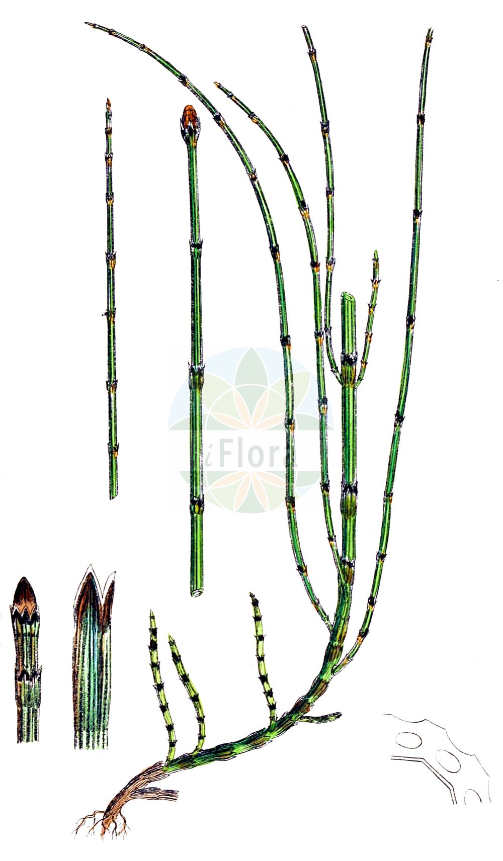 Equisetum variegatum - Equisetaceae,Plantae,Pteridobiotina,Polypodiophyta,Polypodiopsida,Equisetidae,Equisetales,Equisetaceae,Equisetum,Equisetum variegatum,Equisetum alaskanum, Equisetum hyemale subsp. variegatum, Equisetum hyemale var. variegatum, Equisetum multiforme var. variegatum, Equisetum reptans var. variegatum, Equisetum variegatum f. anceps, Equisetum variegatum subsp. alaskanum, Equisetum variegatum subsp. variegatum, Equisetum variegatum var. alaskanum, Equisetum variegatum var. anceps, Equisetum variegatum var. reptans, Equisetum variegatum var. variegatum, Hippochaete hyemalis var. alaskana, Hippochaete variegata, Hippochaete variegata, Hippochaete variegata subsp. alaskana, Hippochaete variegata var. anceps,Bunter Schachtelhalm;Südlicher Schachtelhalm;variegated horsetail;variegated scouring rush;prêle panachée;variegated scouringrush;Prêle panachée;Equiseto variegato;bonte paardestaart;bonte paardenstaart;хвощ пёстрый;хвощ изменчивый;хвощевник пёстрый;eklemotu;šarena preslica;smalfräken;liden padderok;skrzyp pstry;chishima-hime-dokusa;チシマヒメドクサ;pisana preslica;tarka zsurló;přeslička různobarvá;pipirig;prasličkovka pestrá;хвощ рябий;liivosi;raibā kosa;fjellsnelle;kirjokorte;beitieski;margasis asiūklis;bān wén mù zéi;斑纹木贼