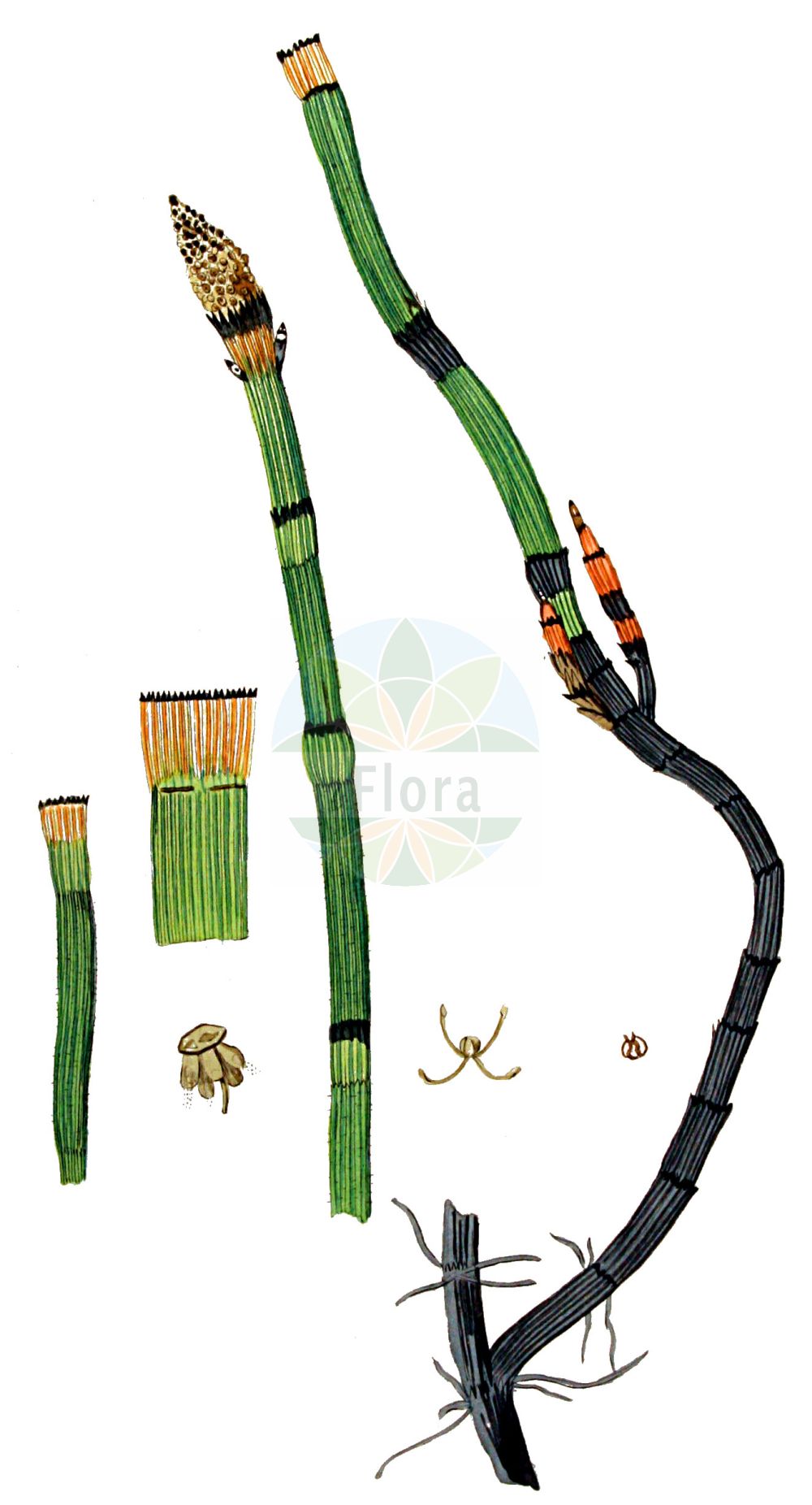 Equisetum hyemale - Equisetaceae,Plantae,Pteridobiotina,Polypodiophyta,Polypodiopsida,Equisetidae,Equisetales,Equisetaceae,Equisetum,Equisetum hyemale,Equisetum hyemale f. hondae, Equisetum hyemale subsp. hyemale, Hippochaete hyemalis f. hondae,Winter-Schachtelhalm;rough horsetail;common scouring rush;prêle d'hiver;dutch rush;equisetum japonicum;scouring rush;scouring rush horsetail;Prêle d'hiver;prêle des tourneurs;prêle à polir;prêle des ébénistes;jonc hollandais;queue de cheval;rabo de lagarto;hierba castañera;cola de raposo;Equiseto invernale;rasperella d'inverno;asprella;schaafstro;хвощ зимующий;хвощевник зимующий;ulamotu;këputja e dimrit;kripth;aspreta;zimska preslica;skavfräken;skavgræs;skrzyp zimowy;tokusa;トクサ;zimska preslica;téli zsurló;přeslička zimní;coada calului de iarnă;pipirig de munte;praslička jesenná;prasličkovka zimná;хвощ зимуючий;презимуващ хвощ;raudosi;ziemzaļā kosa;skavgras;skjefte;kangaskorte;eski;зимски раставић;šiurkštusis asiūklis;mù zéi;木贼