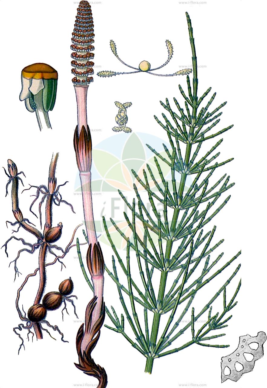 Equisetum arvense - Equisetaceae,Plantae,Pteridobiotina,Polypodiophyta,Polypodiopsida,Equisetidae,Equisetales,Equisetaceae,Equisetum,Equisetum arvense,Allostelites arvensis, Equisetum alpestre, Equisetum arvense f. arcticum, Equisetum arvense f. arvense, Equisetum arvense f. atratidens, Equisetum arvense f. caespitosum, Equisetum arvense f. decumbens, Equisetum arvense f. diffusum, Equisetum arvense f. frondescens, Equisetum arvense f. microstachya, Equisetum arvense f. nanum, Equisetum arvense f. nanum, Equisetum arvense f. nemorosum, Equisetum arvense f. polystachyon, Equisetum arvense f. proliferum, Equisetum arvense f. pseudoalpestre, Equisetum arvense f. pseudonemorosum, Equisetum arvense f. pseudovarium, Equisetum arvense f. ramulosum, Equisetum arvense subsp. alpestre, Equisetum arvense subsp. boreale, Equisetum arvense subsp. ramulosum, Equisetum arvense subvar. decumbens, Equisetum arvense var. alpestre, Equisetum arvense var. arcticum, Equisetum arvense var. arvense, Equisetum arvense var. boreale, Equisetum arvense var. campestre, Equisetum arvense var. decumbens, Equisetum arvense var. diffusum, Equisetum arvense var. granulatum, Equisetum arvense var. nemorosum, Equisetum arvense var. nudum, Equisetum arvense var. polystachyon, Equisetum arvense var. proliferum, Equisetum arvense var. proliferum, Equisetum arvense var. ramulosum, Equisetum arvense var. riparium, Equisetum arvense var. triangulare, Equisetum boreale, Equisetum calderi, Equisetum riparium, Equisetum saxicola,Acker-Schachtelhalm;Zinnkraut;Scheuerkraut;Pferdeschwanzkraut;Katzenschweif;field horsetail;common horsetail;prêle des champs;marestails;scouring rush;toad pipe;Prêle des champs;queue de cheval;petite prêle;presle;queue de renard;queue de chat;queue de rat;cola de caballo del campo;equiseto menor;cola de rata;herba estanyera;cola de caballo menor;yunquillo;cienudillos;candalillo;rodero;rueldo;pinillo;hierba estañera;rabu de potro;Equiseto dei campi;coda cavallina dei campi;equiseto comune;coda di cavallo;brusca;akker-paardestaart;heermoes;akkerpaardestaart;cavalinha-dos-campos;erva-canuda;pinheira;pinheirinha;cavalinha;cauda-de-cavalo;rabo-de-asno;rabo-de-touro;хвощ полевой;atkuyruğu;këputja e arave;këputja e arës;këputja maksimale;kripth;cua de cavall petita;equiset arvense;poljska preslica;åker-fräken;åkerfräken;krypfräken;agerpadderok;polar-padderok;skrzyp polny;sugina;スギナ;njivska preslica;mezei zsurló;přeslička rolní;barba ursului;coada calului;praslička roľna;praslička roľnáčka;хвощ польовий;полски хвощ;põldosi;tīruma kosa;åkersnelle;polarsnelle;peltokorte;tunturipeltokorte;klóelfting;пољска преслица;пољски раставић;dirvinis asiūzklis;αλογοουρά;azeribuztana;wèn jīng;问荆