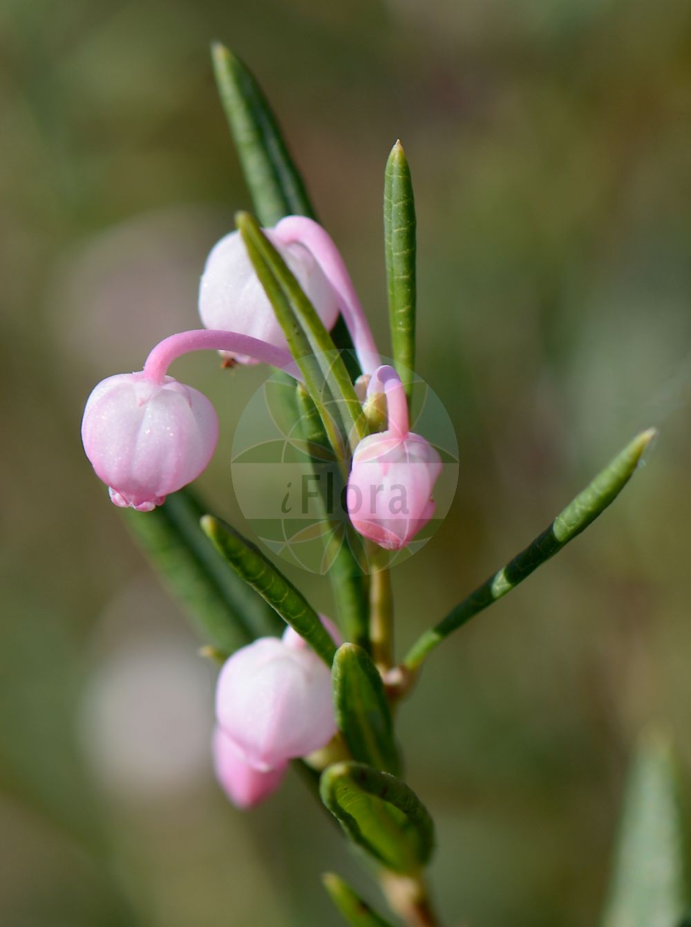 Foto von Andromeda polifolia (Poleiblättrige Rosmarinheide - Bog-rosemary). Das Bild zeigt Blatt und Bluete. Das Foto wurde in Münster, Nordrhein-Westfalen, Deutschland aufgenommen. ---- Photo of Andromeda polifolia (Poleiblättrige Rosmarinheide - Bog-rosemary). The image is showing leaf and flower. The picture was taken in Muenster, North Rhine-Westphalia, Germany.(Andromeda polifolia,Poleiblättrige Rosmarinheide,Bog-rosemary,Andromeda polifolia,Poleiblaettrige Rosmarinheide,Polei-Graenke,Bog-rosemary,Marsh Andromeda,Andromeda,Rosmarinheide,Bog Rosemary,Ericaceae,Heidekrautgewächse,Heath family,Blatt,Bluete,leaf,flower)