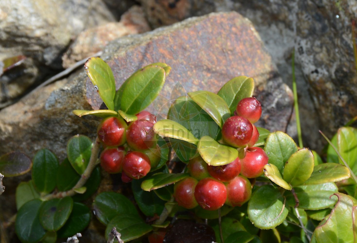 Foto von Arctostaphylos uva-ursi (Immergrüne Bärentraube - Bearberry). Das Bild zeigt Blatt und Frucht. Das Foto wurde in Patscherkofel, Innsbruck, Tirol, Österreich aufgenommen. ---- Photo of Arctostaphylos uva-ursi (Immergrüne Bärentraube - Bearberry). The image is showing leaf and fruit. The picture was taken in Patscherkofel, Innsbruck, Tyrol, Austria.(Arctostaphylos uva-ursi,Immergrüne Bärentraube,Bearberry,Arbutus uva-ursi,Arctostaphylos uva-ursi,Immergruene Baerentraube,Arznei-Baerentraube,Sandbeere,Wolfsbeere,Bearberry,Kinnikinnick,Bear's Grape,Common Bearberry,Creashak,Hog Cranberry,Kinnikinick,Mealberry,Mountain Box,Red Bearberry,Sandberry,Arctostaphylos,Bärentraube,Manzanita,Ericaceae,Heidekrautgewächse,Heath family,Blatt,Frucht,leaf,fruit)