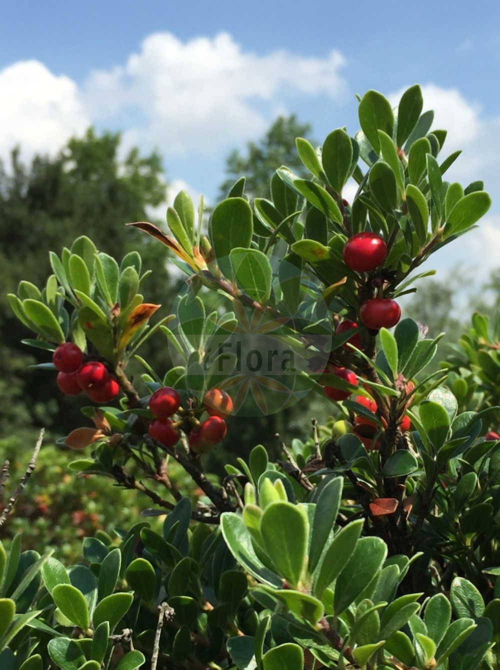 Foto von Arctostaphylos uva-ursi (Immergrüne Bärentraube - Bearberry). Das Bild zeigt Blatt und Frucht. Das Foto wurde in Patscherkofel, Innsbruck, Tirol, Österreich aufgenommen. ---- Photo of Arctostaphylos uva-ursi (Immergrüne Bärentraube - Bearberry). The image is showing leaf and fruit. The picture was taken in Patscherkofel, Innsbruck, Tyrol, Austria.(Arctostaphylos uva-ursi,Immergrüne Bärentraube,Bearberry,Arbutus uva-ursi,Arctostaphylos uva-ursi,Immergruene Baerentraube,Arznei-Baerentraube,Sandbeere,Wolfsbeere,Bearberry,Kinnikinnick,Bear's Grape,Common Bearberry,Creashak,Hog Cranberry,Kinnikinick,Mealberry,Mountain Box,Red Bearberry,Sandberry,Arctostaphylos,Bärentraube,Manzanita,Ericaceae,Heidekrautgewächse,Heath family,Blatt,Frucht,leaf,fruit)