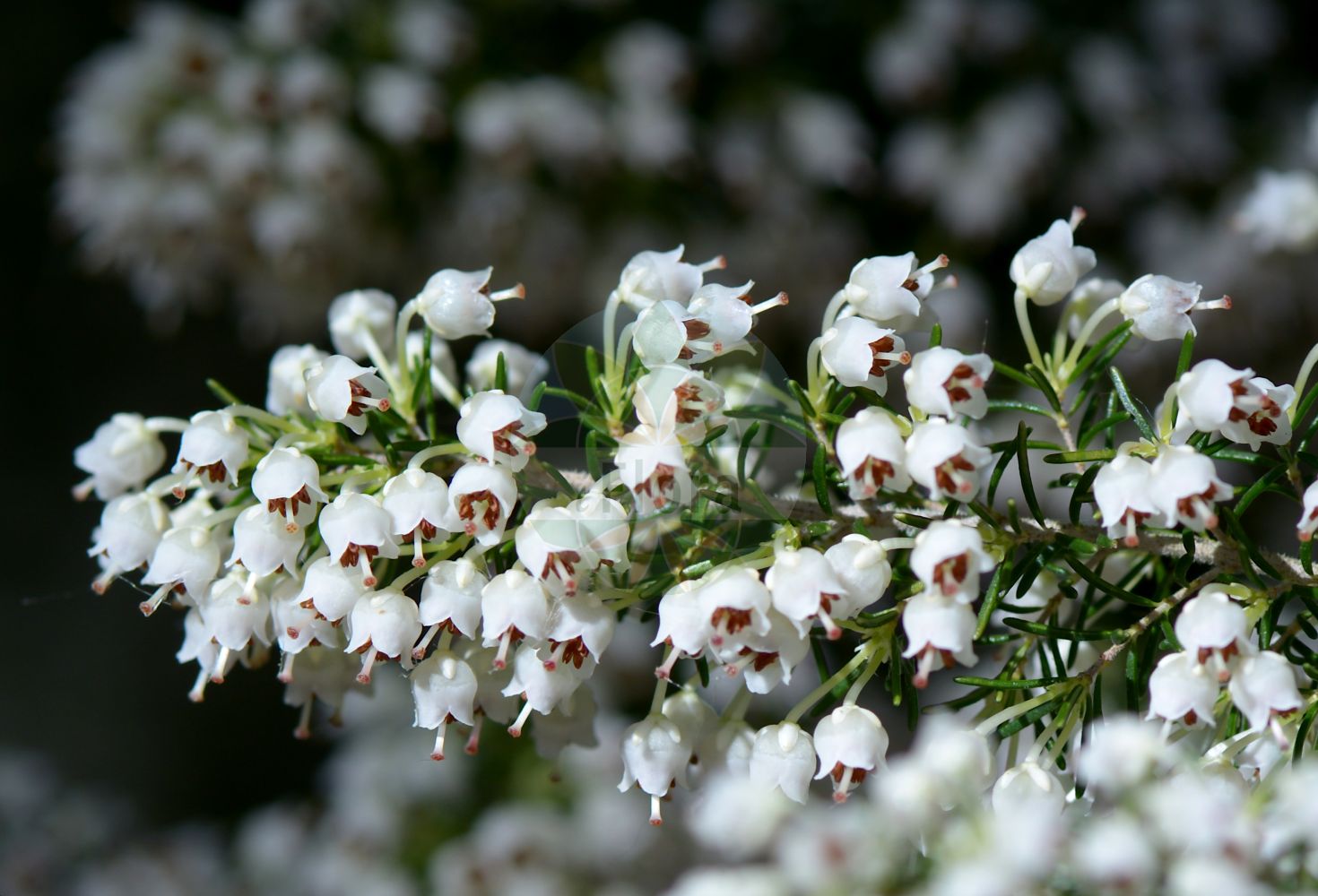 Foto von Erica arborea (Tree Heath). Das Bild zeigt Blatt und Bluete. Das Foto wurde in Bochum, Nordrhein-Westfalen, Deutschland aufgenommen. ---- Photo of Erica arborea (Tree Heath). The image is showing leaf and flower. The picture was taken in Bochum, North Rhine-Westphalia, Germany.(Erica arborea,Tree Heath,Erica riojana,Erica arborea,Erica,Heide,Heath,Ericaceae,Heidekrautgewächse,Heath family,Blatt,Bluete,leaf,flower)