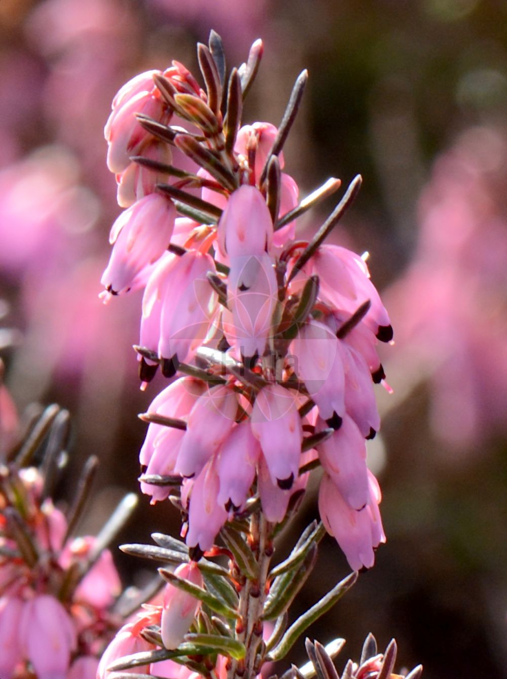 Foto von Erica carnea (Schnee-Heide - Winter Heath). Das Bild zeigt Blatt und Bluete. Das Foto wurde in Mainz, Rheinland-Pfalz, Deutschland aufgenommen. ---- Photo of Erica carnea (Schnee-Heide - Winter Heath). The image is showing leaf and flower. The picture was taken in Mainz, Rhineland-Palatinate, Germany.(Erica carnea,Schnee-Heide,Winter Heath,Erica herbacea,Erica carnea,Schnee-Heide,Fruehlings-Heidekraut,Winter Heath,Snow Heath,Snow Heather,Winter Flowering Heather,Spring Heath,Erica,Heide,Heath,Ericaceae,Heidekrautgewächse,Heath family,Blatt,Bluete,leaf,flower)