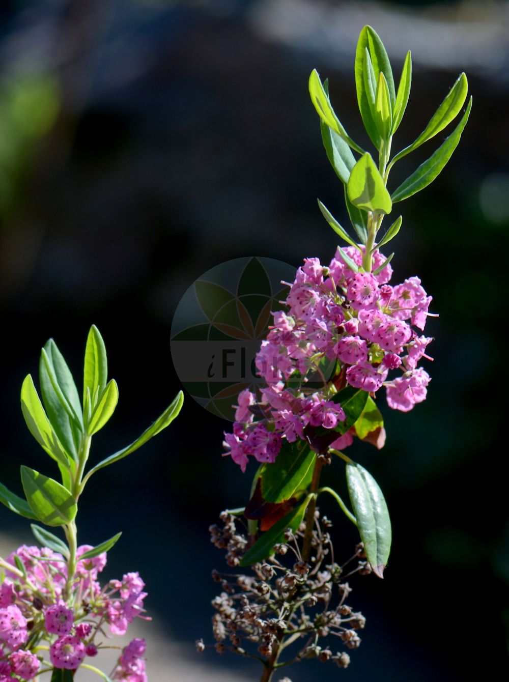 Foto von Kalmia cuneata. Das Bild zeigt Blatt und Bluete. Das Foto wurde in Göteborg, Schweden aufgenommen. ---- Photo of Kalmia cuneata. The image is showing leaf and flower. The picture was taken in Gothenburg, Sweden.(Kalmia cuneata,Kalmia,Lorbeerrose,laurel,Ericaceae,Heidekrautgewächse,Heath family,Blatt,Bluete,leaf,flower)