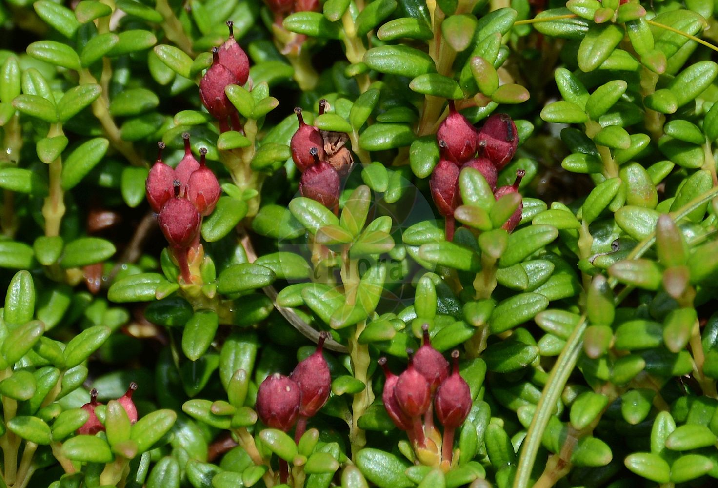 Foto von Loiseleuria procumbens (Alpenazalee - Trailing Azalea). Das Bild zeigt Blatt und Frucht. Das Foto wurde in Patscherkofel, Innsbruck, Tirol, Österreich aufgenommen. ---- Photo of Loiseleuria procumbens (Alpenazalee - Trailing Azalea). The image is showing leaf and fruit. The picture was taken in Patscherkofel, Innsbruck, Tyrol, Austria.(Loiseleuria procumbens,Alpenazalee,Trailing Azalea,Azalea procumbens,Loiseleuria procumbens,Alpenazalee,Trailing Azalea,Alpine Azalea,Creeping Azalea,Mountain Azalea,Wild Azalea,Loiseleuria,Alpenazalee,Ericaceae,Heidekrautgewächse,Heath family,Blatt,Frucht,leaf,fruit)