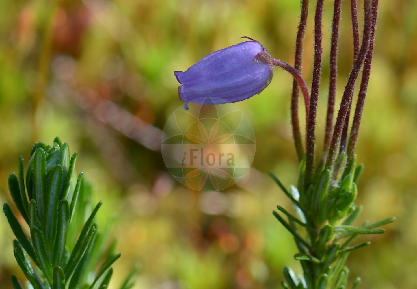 Foto von Phyllodoce caerulea (Blue Heath). Das Bild zeigt Blatt und Bluete. Das Foto wurde in Göteborg, Schweden aufgenommen. ---- Photo of Phyllodoce caerulea (Blue Heath). The image is showing leaf and flower. The picture was taken in Gothenburg, Sweden.(Phyllodoce caerulea,Blue Heath,Andromeda caerulea,Phyllodoce caerulea,Phyllodoce taxifolia,Phyllodoce,Ericaceae,Heidekrautgewächse,Heath family,Blatt,Bluete,leaf,flower)