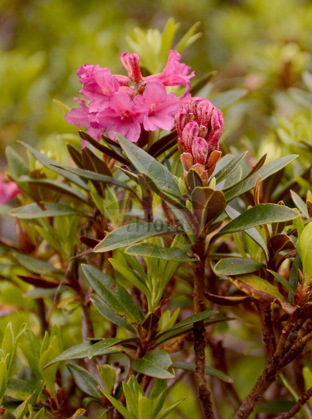 Foto von Rhododendron ferrugineum (Rostblättrige Alpenrose - Alpenrose). Das Bild zeigt Blatt und Bluete. Das Foto wurde in Oberhof, Thüringen, Deutschland aufgenommen. ---- Photo of Rhododendron ferrugineum (Rostblättrige Alpenrose - Alpenrose). The image is showing leaf and flower. The picture was taken in Oberhof, Thuringia, Germany.(Rhododendron ferrugineum,Rostblättrige Alpenrose,Alpenrose,Rhododendron ferrugineum,Rostblaettrige Alpenrose,Alpenrose,Alpine Rose,Rusty-leaved Alpenrose,Snow-rose,Rock Rhododendron,Rusty-leaved Rose Bay,Rhododendron,Alpenrose,Ericaceae,Heidekrautgewächse,Heath family,Blatt,Bluete,leaf,flower)