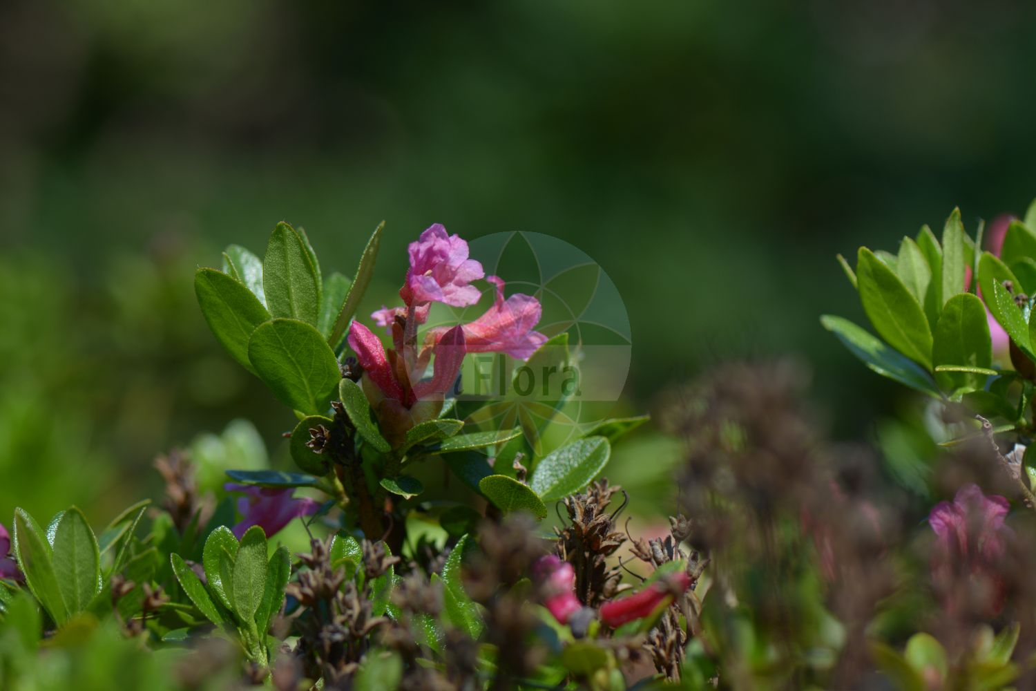 Foto von Rhododendron ferrugineum (Rostblättrige Alpenrose - Alpenrose). Das Bild zeigt Blatt und Bluete. Das Foto wurde in Kopenhagen, Dänemark aufgenommen. ---- Photo of Rhododendron ferrugineum (Rostblättrige Alpenrose - Alpenrose). The image is showing leaf and flower. The picture was taken in Copenhagen, Denmark.(Rhododendron ferrugineum,Rostblättrige Alpenrose,Alpenrose,Rhododendron ferrugineum,Rostblaettrige Alpenrose,Alpenrose,Alpine Rose,Rusty-leaved Alpenrose,Snow-rose,Rock Rhododendron,Rusty-leaved Rose Bay,Rhododendron,Alpenrose,Ericaceae,Heidekrautgewächse,Heath family,Blatt,Bluete,leaf,flower)