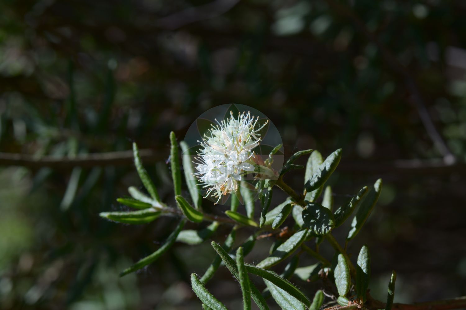 Foto von Rhododendron groenlandicum (Grönländischer-Porst - Labrador Tea). Das Bild zeigt Blatt und Bluete. Das Foto wurde in Bochum, Nordrhein-Westfalen, Deutschland aufgenommen. ---- Photo of Rhododendron groenlandicum (Grönländischer-Porst - Labrador Tea). The image is showing leaf and flower. The picture was taken in Bochum, North Rhine-Westphalia, Germany.(Rhododendron groenlandicum,Grönländischer-Porst,Labrador Tea,Ledum groenlandicum,Rhododendron groenlandicum,Groenlaendischer-Porst,Labrador Tea,Bog Labrador Tea,Rhododendron,Alpenrose,Ericaceae,Heidekrautgewächse,Heath family,Blatt,Bluete,leaf,flower)