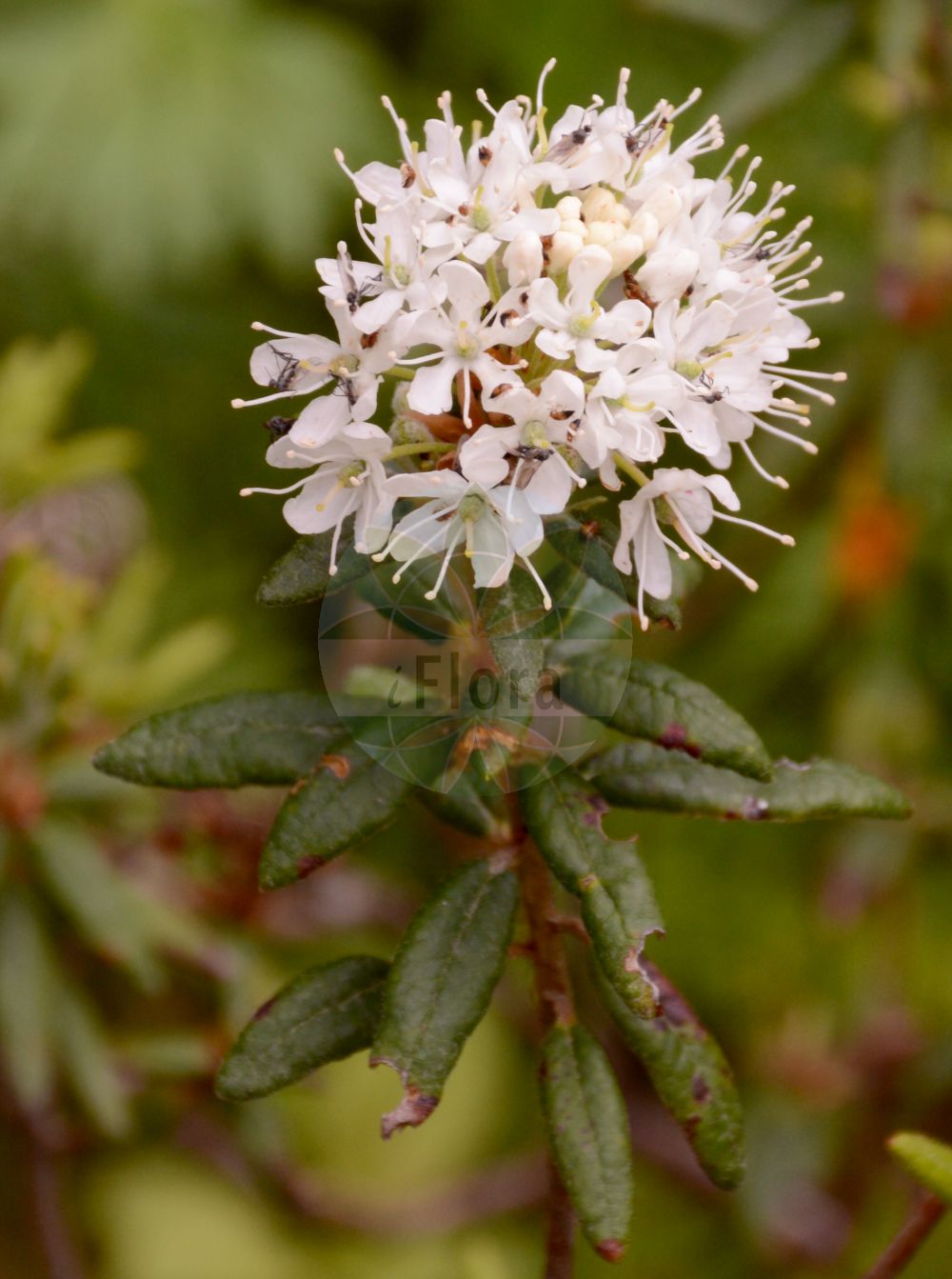 Foto von Rhododendron tomentosum (Sumpf-Porst - Labrador Tea). Das Bild zeigt Blatt und Bluete. Das Foto wurde in Oberhof, Thüringen, Deutschland aufgenommen. ---- Photo of Rhododendron tomentosum (Sumpf-Porst - Labrador Tea). The image is showing leaf and flower. The picture was taken in Oberhof, Thuringia, Germany.(Rhododendron tomentosum,Sumpf-Porst,Labrador Tea,Ledum decumbens,Ledum palustre,Rhododendron tomentosum,Sumpf-Porst,Mottenkraut,Wanzenkraut,Labrador Tea,Dutch Myrtle,Marsh Labrador Tea,Wild Rosemary,Rhododendron,Alpenrose,Ericaceae,Heidekrautgewächse,Heath family,Blatt,Bluete,leaf,flower)