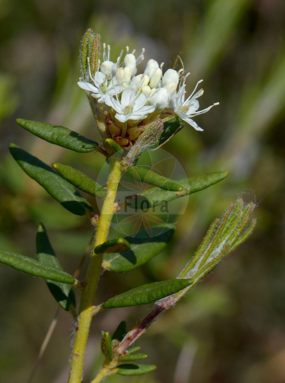 Foto von Rhododendron tomentosum (Sumpf-Porst - Labrador Tea). Das Bild zeigt Blatt und Bluete. Das Foto wurde in München, Bayern, Deutschland aufgenommen. ---- Photo of Rhododendron tomentosum (Sumpf-Porst - Labrador Tea). The image is showing leaf and flower. The picture was taken in Munich, Bavaria, Germany.(Rhododendron tomentosum,Sumpf-Porst,Labrador Tea,Ledum decumbens,Ledum palustre,Rhododendron tomentosum,Sumpf-Porst,Mottenkraut,Wanzenkraut,Labrador Tea,Dutch Myrtle,Marsh Labrador Tea,Wild Rosemary,Rhododendron,Alpenrose,Ericaceae,Heidekrautgewächse,Heath family,Blatt,Bluete,leaf,flower)