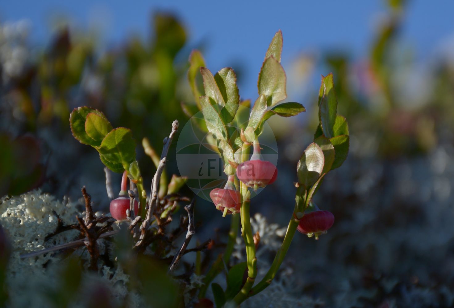 Foto von Vaccinium myrtillus (Blaubeere - Bilberry). Das Bild zeigt Blatt und Bluete. Das Foto wurde in Haugastøl, Buskerud, Norwegen, Scandinavien, alpine Biogeografische Region aufgenommen. ---- Photo of Vaccinium myrtillus (Blaubeere - Bilberry). The image is showing leaf and flower. The picture was taken in Haugastøl, Buskerud, Norway, Scandinavia, alpine biogeographical region.(Vaccinium myrtillus,Blaubeere,Bilberry,Vaccinium myrtillus,Blaubeere,Bickbeere,Heidelbeere,Bilberry,Blackberry,Blaeberry,Blueberry,Cummon Bilberry,Whortleberry,Vaccinium,Heidelbeere,Blueberry,Ericaceae,Heidekrautgewächse,Heath family,Blatt,Bluete,leaf,flower)