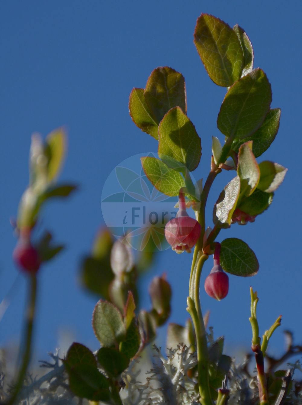 Foto von Vaccinium myrtillus (Blaubeere - Bilberry). Das Bild zeigt Blatt und Bluete. Das Foto wurde in Haugastøl, Buskerud, Norwegen, Scandinavien, alpine Biogeografische Region aufgenommen. ---- Photo of Vaccinium myrtillus (Blaubeere - Bilberry). The image is showing leaf and flower. The picture was taken in Haugastøl, Buskerud, Norway, Scandinavia, alpine biogeographical region.(Vaccinium myrtillus,Blaubeere,Bilberry,Vaccinium myrtillus,Blaubeere,Bickbeere,Heidelbeere,Bilberry,Blackberry,Blaeberry,Blueberry,Cummon Bilberry,Whortleberry,Vaccinium,Heidelbeere,Blueberry,Ericaceae,Heidekrautgewächse,Heath family,Blatt,Bluete,leaf,flower)