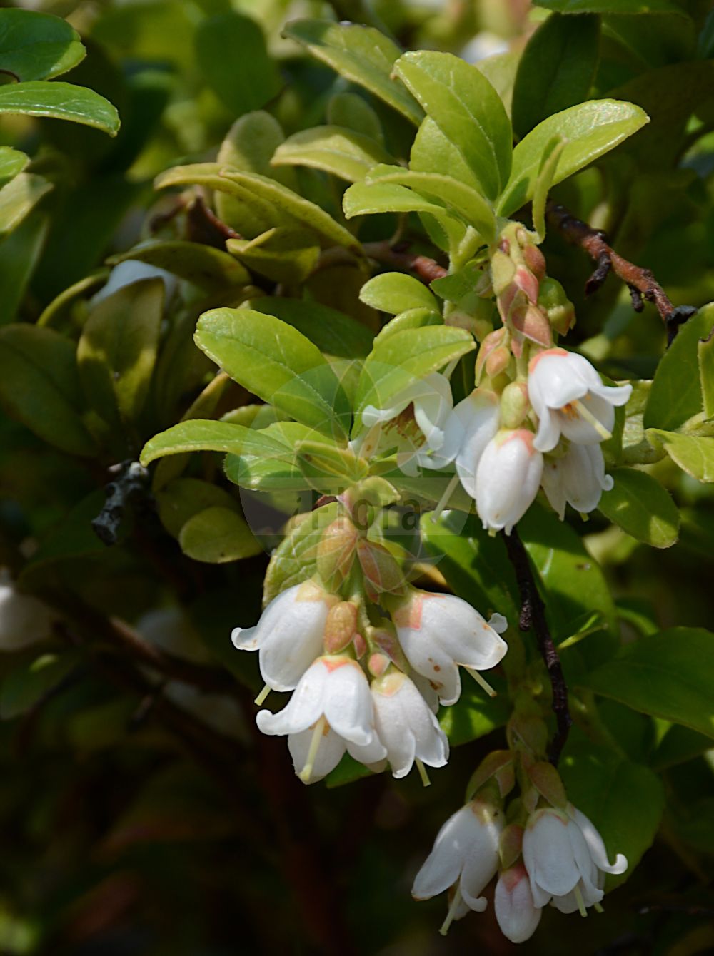 Foto von Vaccinium vitis-idaea (Preiselbeere - Cowberry). Das Bild zeigt Blatt und Bluete. Das Foto wurde in Bonn, Nordrhein-Westfalen, Deutschland aufgenommen. ---- Photo of Vaccinium vitis-idaea (Preiselbeere - Cowberry). The image is showing leaf and flower. The picture was taken in Bonn, North Rhine-Westphalia, Germany.(Vaccinium vitis-idaea,Preiselbeere,Cowberry,Rhodococcum vitis-idaea,Vaccinium punctatum,Vaccinium vitis-idaea,Preiselbeere,Kronsbeere,Cowberry,Lingonberry,Foxberry,Partridgeberry,Red Bilberry,Red Whortleberry,Vaccinium,Heidelbeere,Blueberry,Ericaceae,Heidekrautgewächse,Heath family,Blatt,Bluete,leaf,flower)