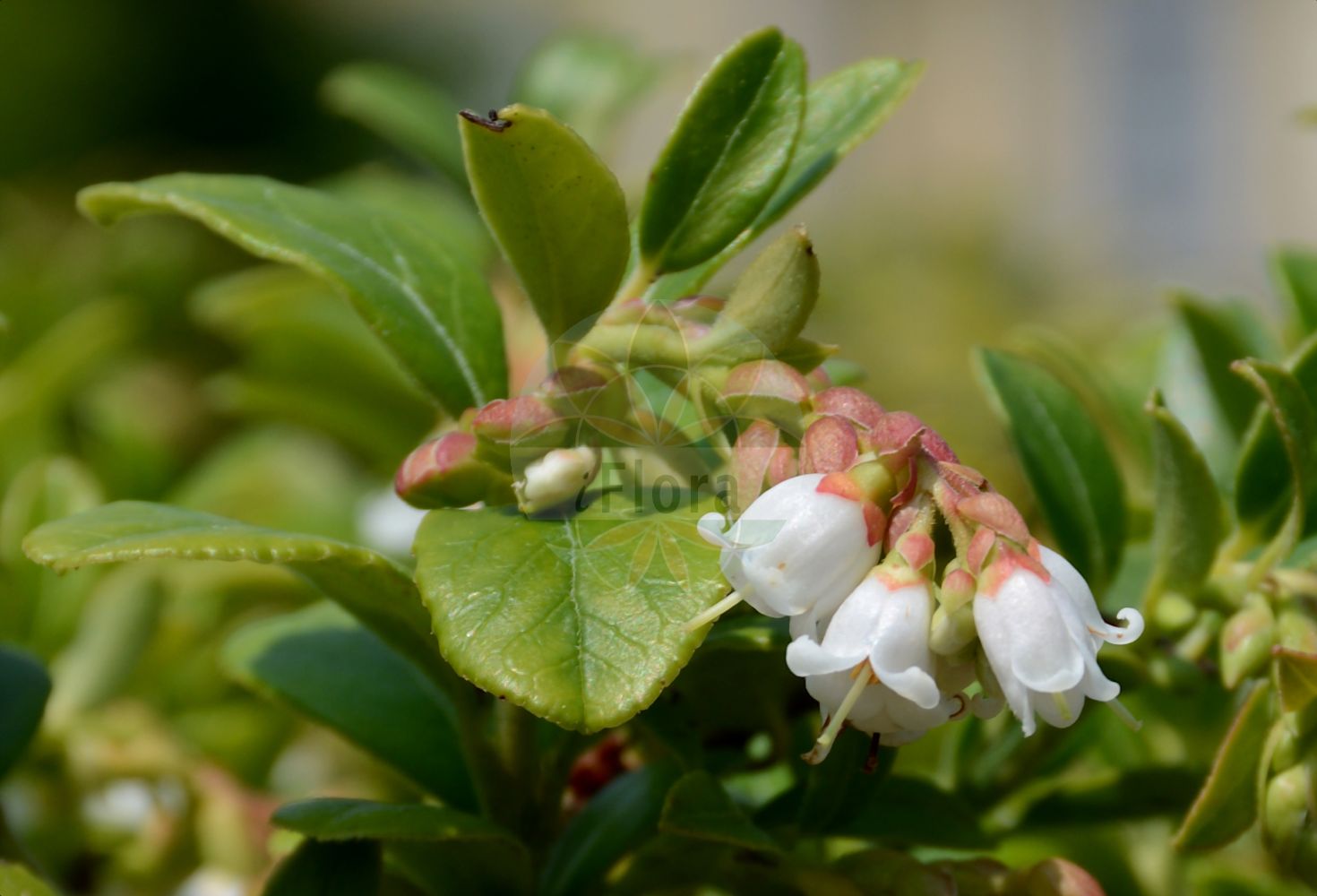 Foto von Vaccinium vitis-idaea (Preiselbeere - Cowberry). Das Bild zeigt Blatt und Bluete. Das Foto wurde in Bonn, Nordrhein-Westfalen, Deutschland aufgenommen. ---- Photo of Vaccinium vitis-idaea (Preiselbeere - Cowberry). The image is showing leaf and flower. The picture was taken in Bonn, North Rhine-Westphalia, Germany.(Vaccinium vitis-idaea,Preiselbeere,Cowberry,Rhodococcum vitis-idaea,Vaccinium punctatum,Vaccinium vitis-idaea,Preiselbeere,Kronsbeere,Cowberry,Lingonberry,Foxberry,Partridgeberry,Red Bilberry,Red Whortleberry,Vaccinium,Heidelbeere,Blueberry,Ericaceae,Heidekrautgewächse,Heath family,Blatt,Bluete,leaf,flower)