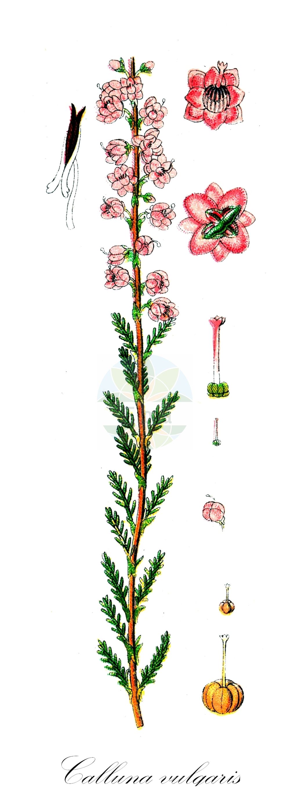 Historische Abbildung von Calluna vulgaris (Besenheide - Heather). Das Bild zeigt Blatt, Bluete, Frucht und Same. ---- Historical Drawing of Calluna vulgaris (Besenheide - Heather). The image is showing leaf, flower, fruit and seed.(Calluna vulgaris,Besenheide,Heather,Calluna vulgaris,Erica vulgaris,Ericodes vulgaris,Besenheide,Heather,Ling,Calluna,Besenheide,Heather,Ericaceae,Heidekrautgewächse,Heath family,Blatt,Bluete,Frucht,Same,leaf,flower,fruit,seed,Sturm (1796f))