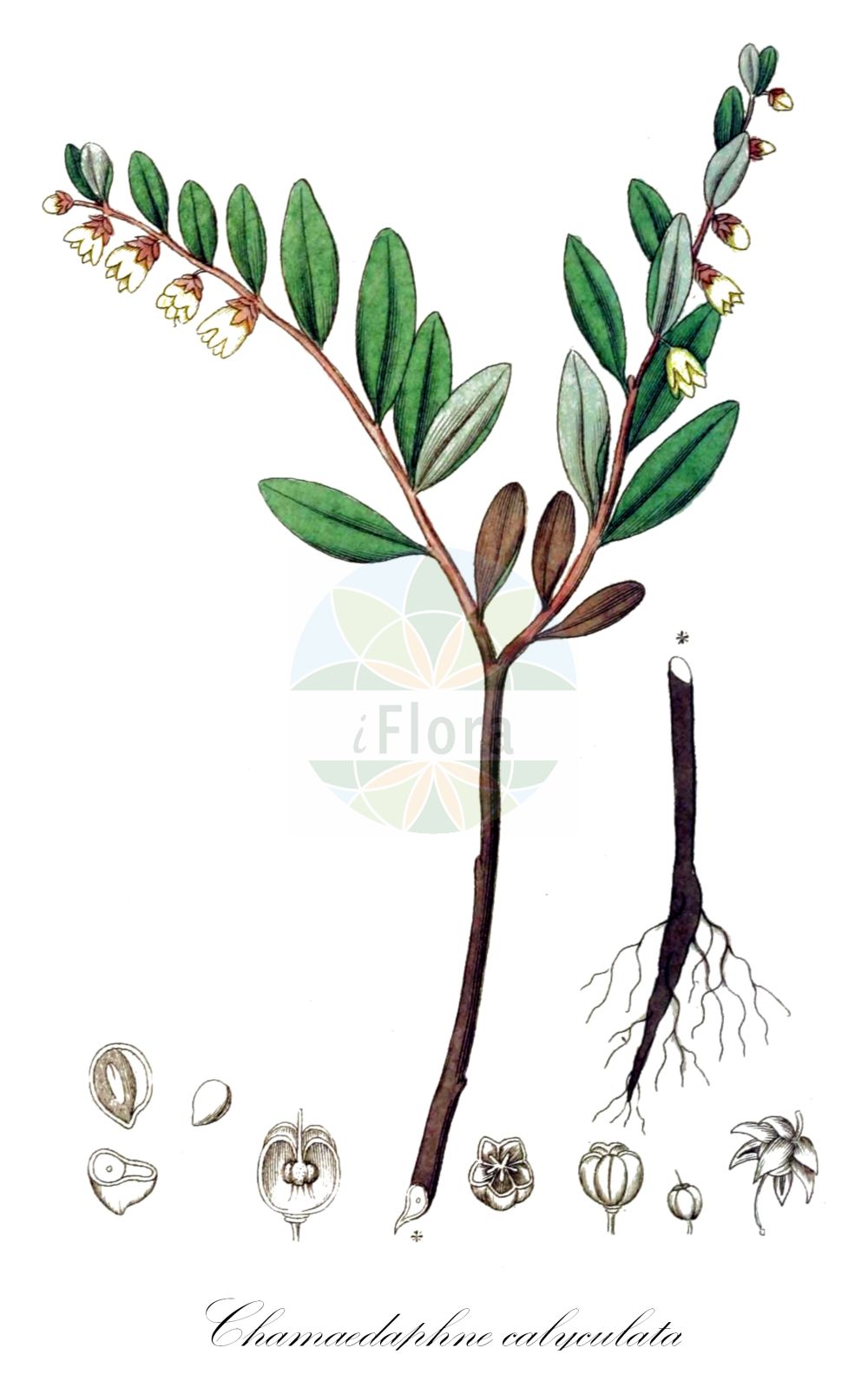 Historische Abbildung von Chamaedaphne calyculata (Torfgränke - Leather-leaf). Das Bild zeigt Blatt, Bluete, Frucht und Same. ---- Historical Drawing of Chamaedaphne calyculata (Torfgränke - Leather-leaf). The image is showing leaf, flower, fruit and seed.(Chamaedaphne calyculata,Torfgränke,Leather-leaf,Andromeda calyculata,Cassandra calyculata,Chamaedaphne calyculata,Torfgraenke,Leather-leaf,Chamaedaphne,Zwerglorbeer,Leatherleaf,Ericaceae,Heidekrautgewächse,Heath family,Blatt,Bluete,Frucht,Same,leaf,flower,fruit,seed,Svensk Botanik (Svensk Botanik))