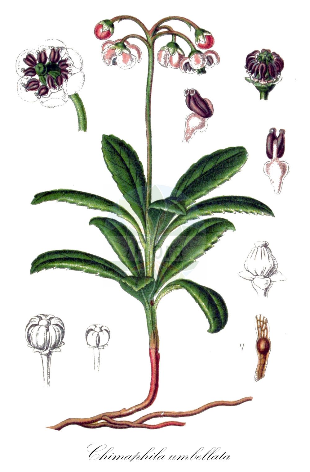 Historische Abbildung von Chimaphila umbellata (Dolden-Winterlieb - Pipsissewa). Das Bild zeigt Blatt, Bluete, Frucht und Same. ---- Historical Drawing of Chimaphila umbellata (Dolden-Winterlieb - Pipsissewa). The image is showing leaf, flower, fruit and seed.(Chimaphila umbellata,Dolden-Winterlieb,Pipsissewa,Chimaphila umbellata,Pyrola umbellata,Dolden-Winterlieb,Doldiges Winterlieb,Pipsissewa,Common Pipsissewa,Umbellate Wintergreen,Chimaphila,Winterlieb,Prince's Pine,Ericaceae,Heidekrautgewächse,Heath family,Blatt,Bluete,Frucht,Same,leaf,flower,fruit,seed,Sturm (1796f))
