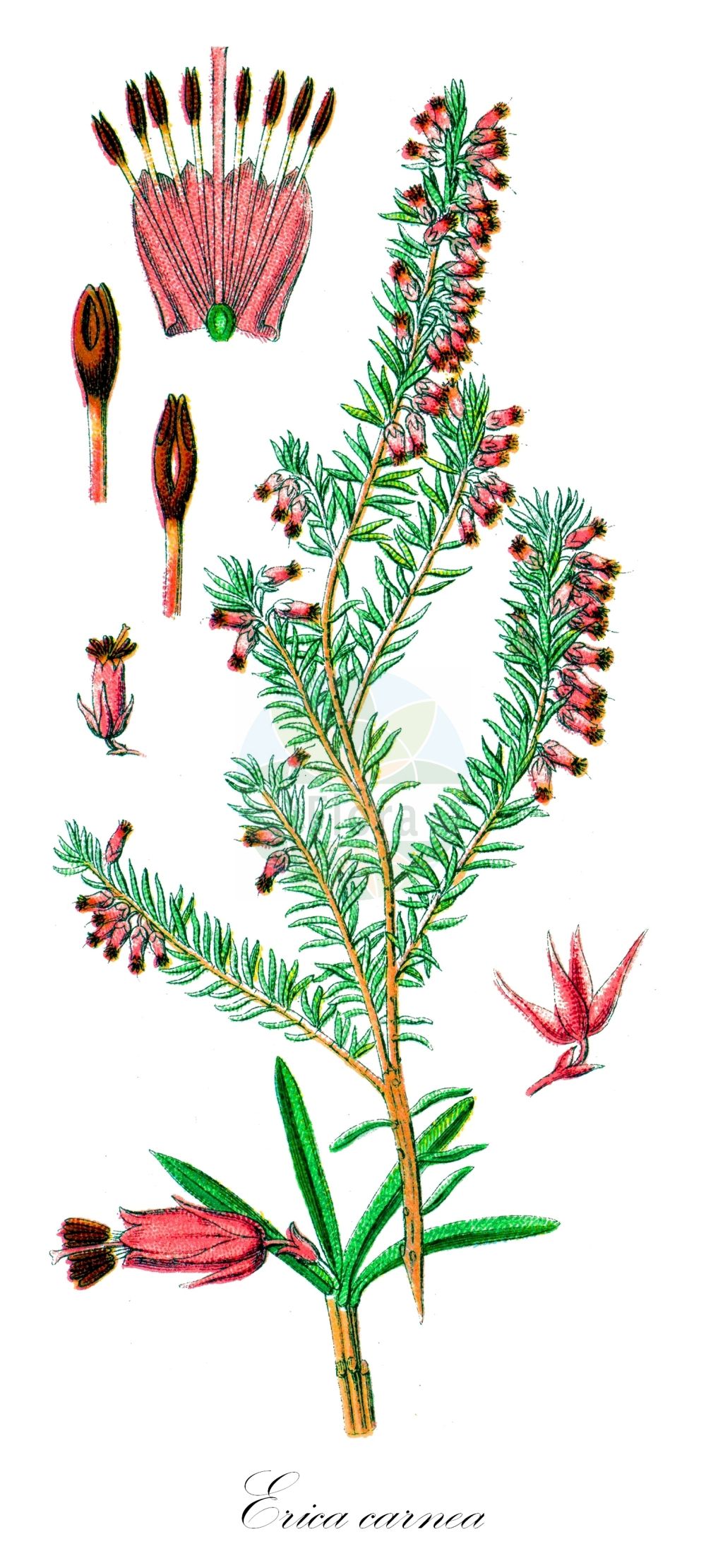 Historische Abbildung von Erica carnea (Schnee-Heide - Winter Heath). Das Bild zeigt Blatt, Bluete, Frucht und Same. ---- Historical Drawing of Erica carnea (Schnee-Heide - Winter Heath). The image is showing leaf, flower, fruit and seed.(Erica carnea,Schnee-Heide,Winter Heath,Erica herbacea,Erica carnea,Schnee-Heide,Fruehlings-Heidekraut,Winter Heath,Snow Heath,Snow Heather,Winter Flowering Heather,Spring Heath,Erica,Heide,Heath,Ericaceae,Heidekrautgewächse,Heath family,Blatt,Bluete,Frucht,Same,leaf,flower,fruit,seed,Sturm (1796f))