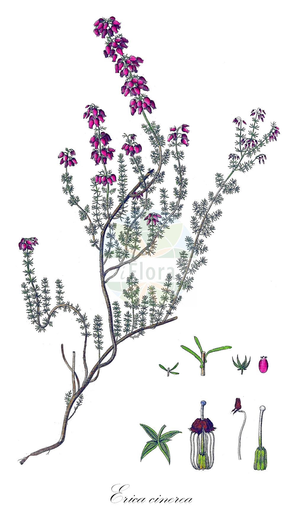 Historische Abbildung von Erica cinerea (Graue Heide - Bell Heather). Das Bild zeigt Blatt, Bluete, Frucht und Same. ---- Historical Drawing of Erica cinerea (Graue Heide - Bell Heather). The image is showing leaf, flower, fruit and seed.(Erica cinerea,Graue Heide,Bell Heather,Erica cinerea,Graue Heide,Aschgraue Heide,Grauheide,Bell Heather,Scotch Heath,Fine-leaved Heath,Twisted Heath,Erica,Heide,Heath,Ericaceae,Heidekrautgewächse,Heath family,Blatt,Bluete,Frucht,Same,leaf,flower,fruit,seed,Curtis (1777-1798))